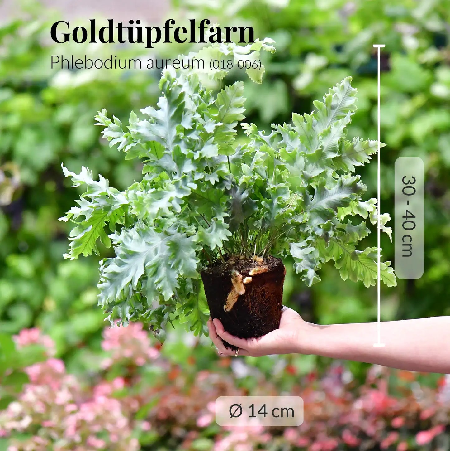 Mix & Match DinoSnack® Pflanzenset