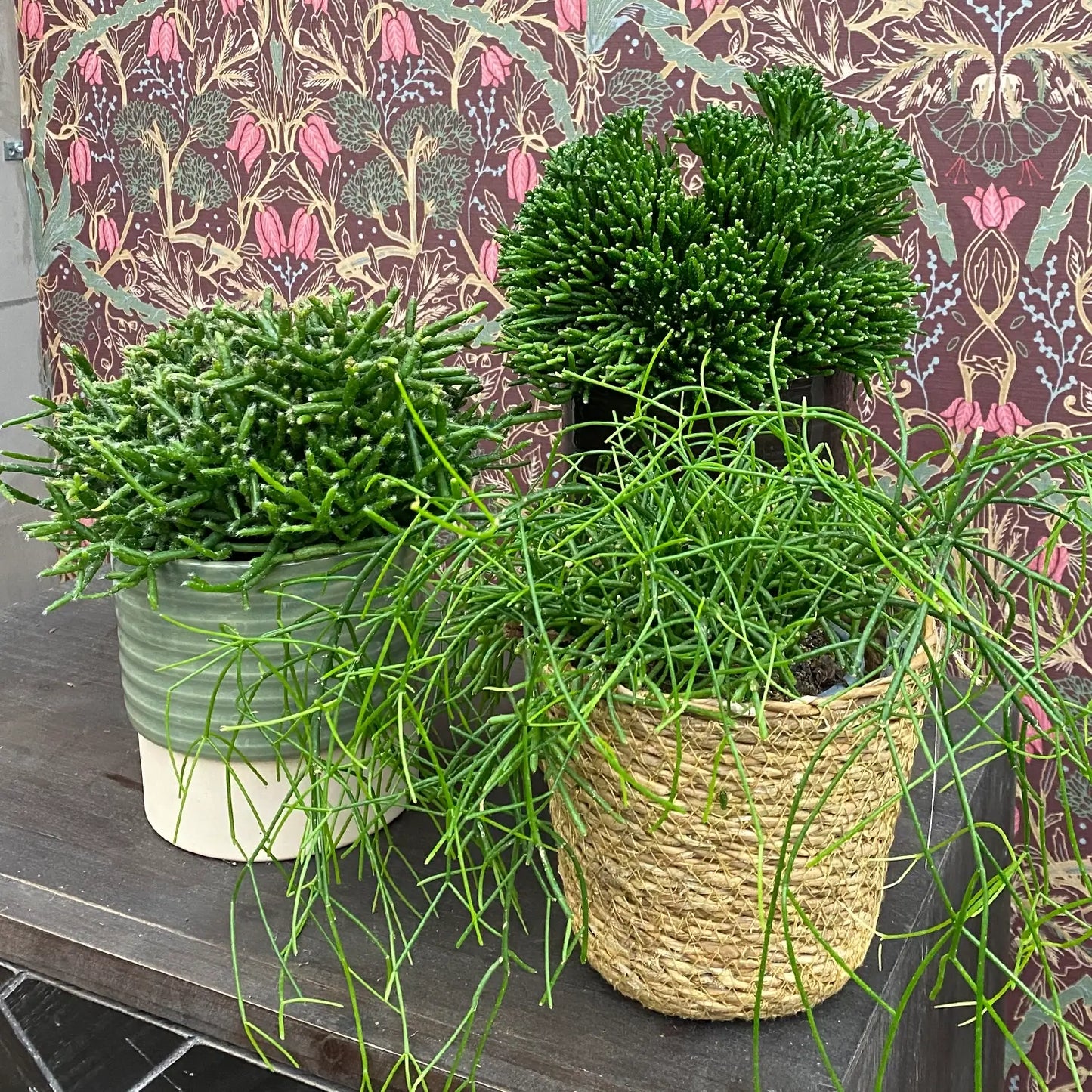 3 Rhipsalis Pflanzen in Dekotöpfen