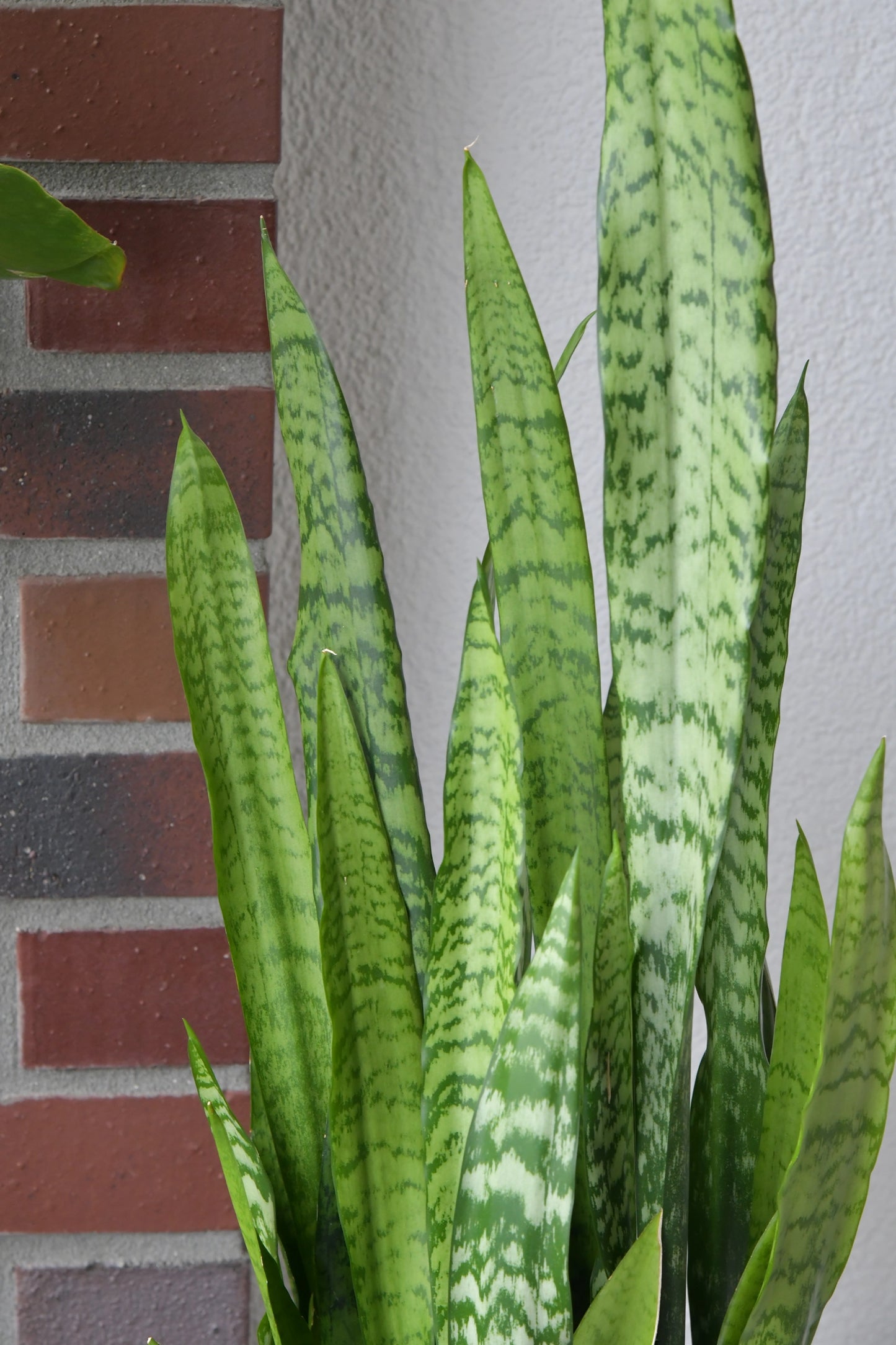 Große Blätter der Greenline Sansevieria Bogenhanf auf dem Balkon