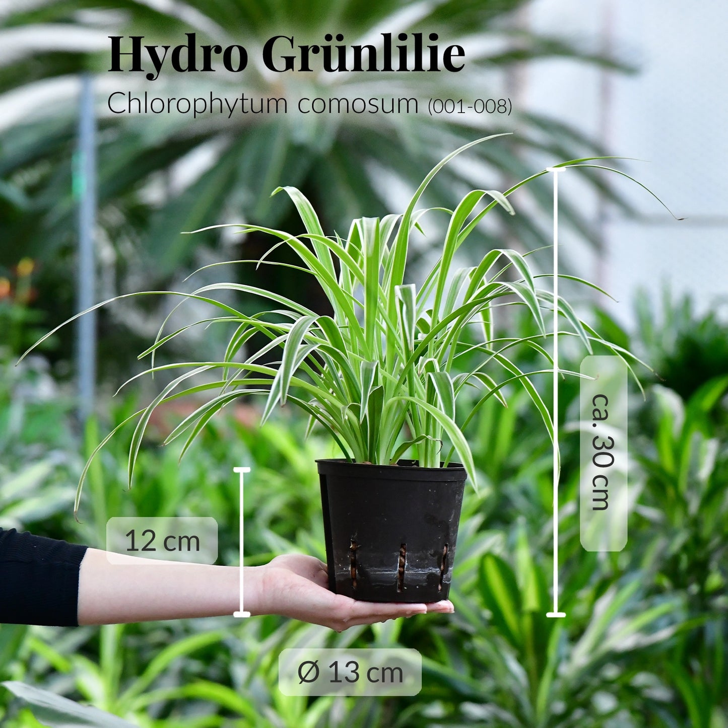Frische Grünlilie in Hydrokultur direkt beim Gärtner kaufen