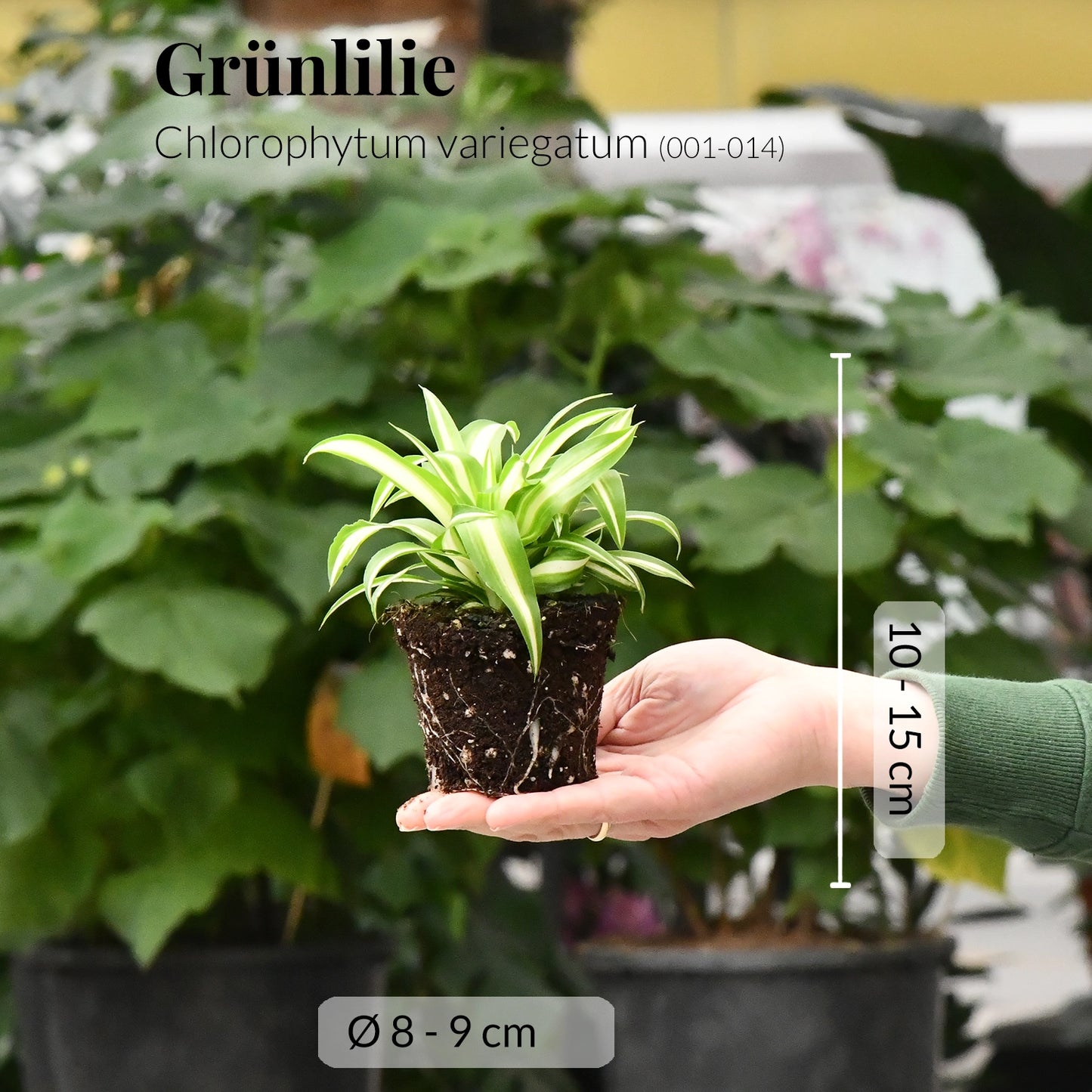 Babypflanze Grünlillie