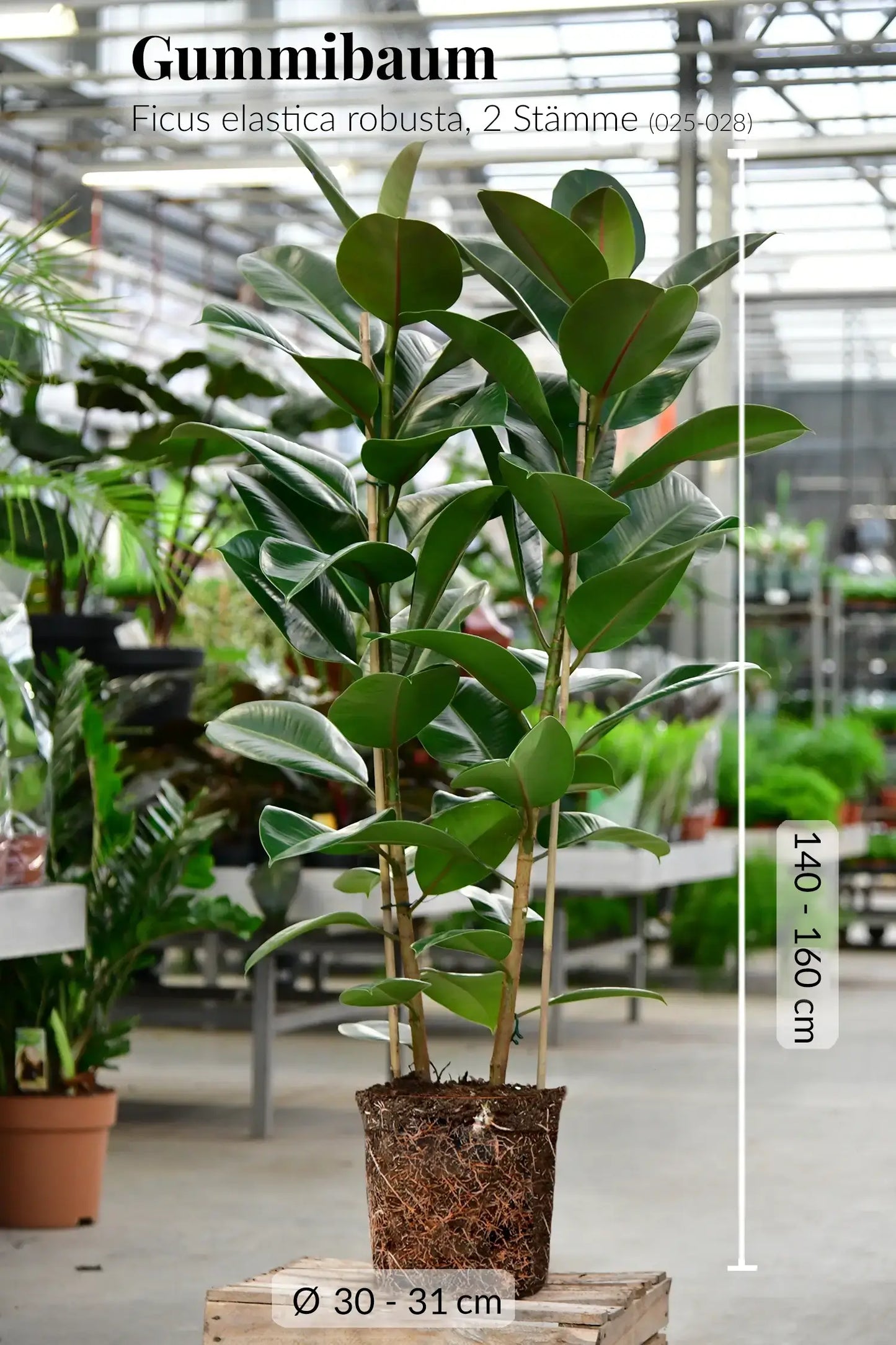 Palettenset Ficus: 6XXL Büropflanzen in Keramiktöpfen