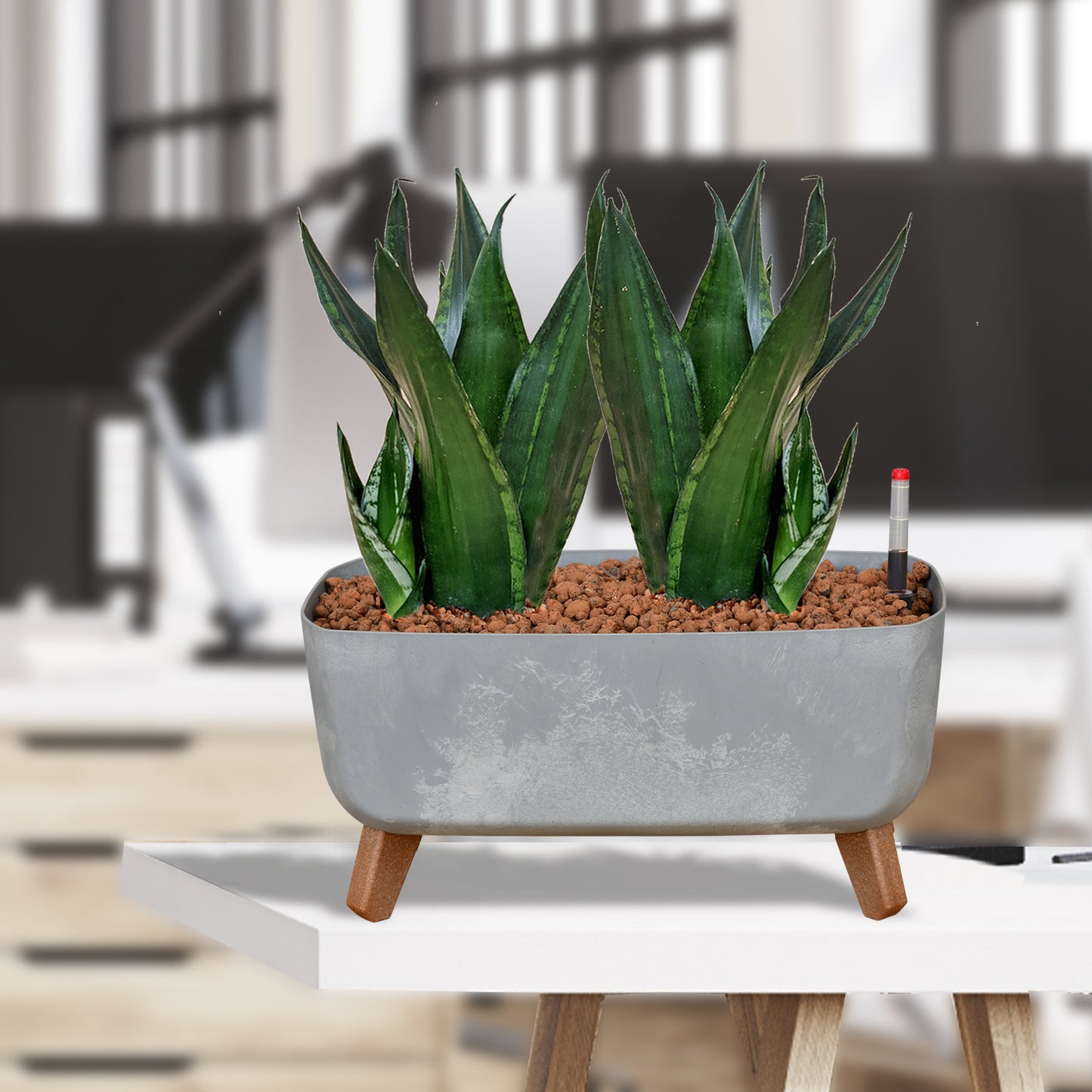 Hydro 3er Pflanzen Set Sansevieria Zeylanica