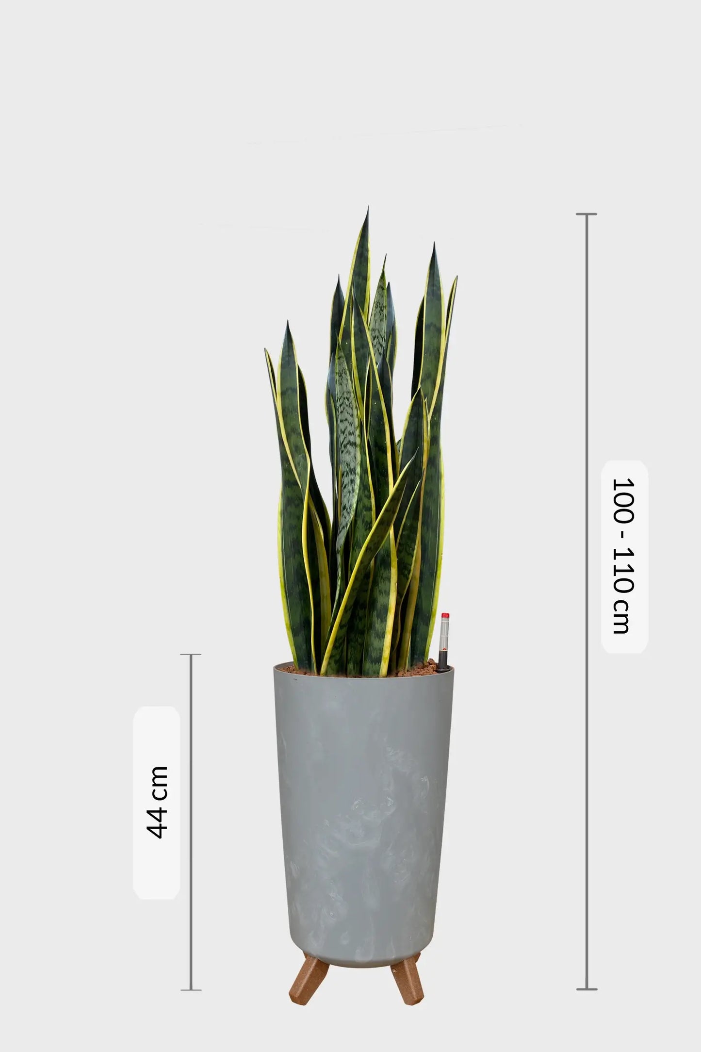 Hydrokultur Bogenhanf Sansevieria laurentii für Büro oder Office mit 110 cm Höhe