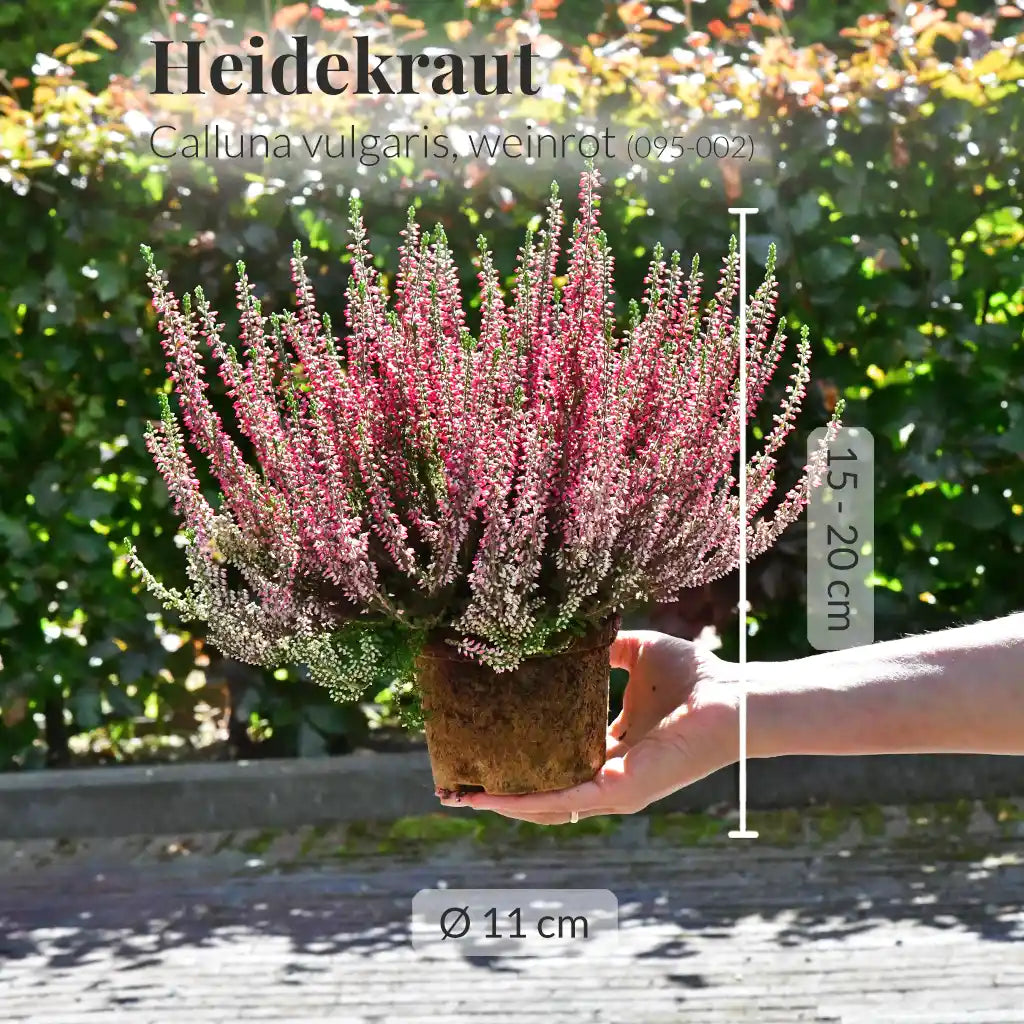 Mix & Match Winterharte Herbstpflanzen