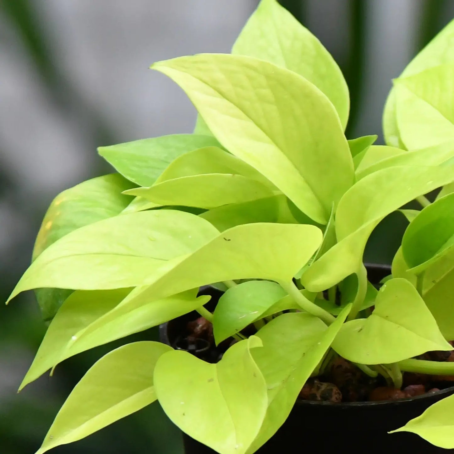 Hydro Efeutute Neon
