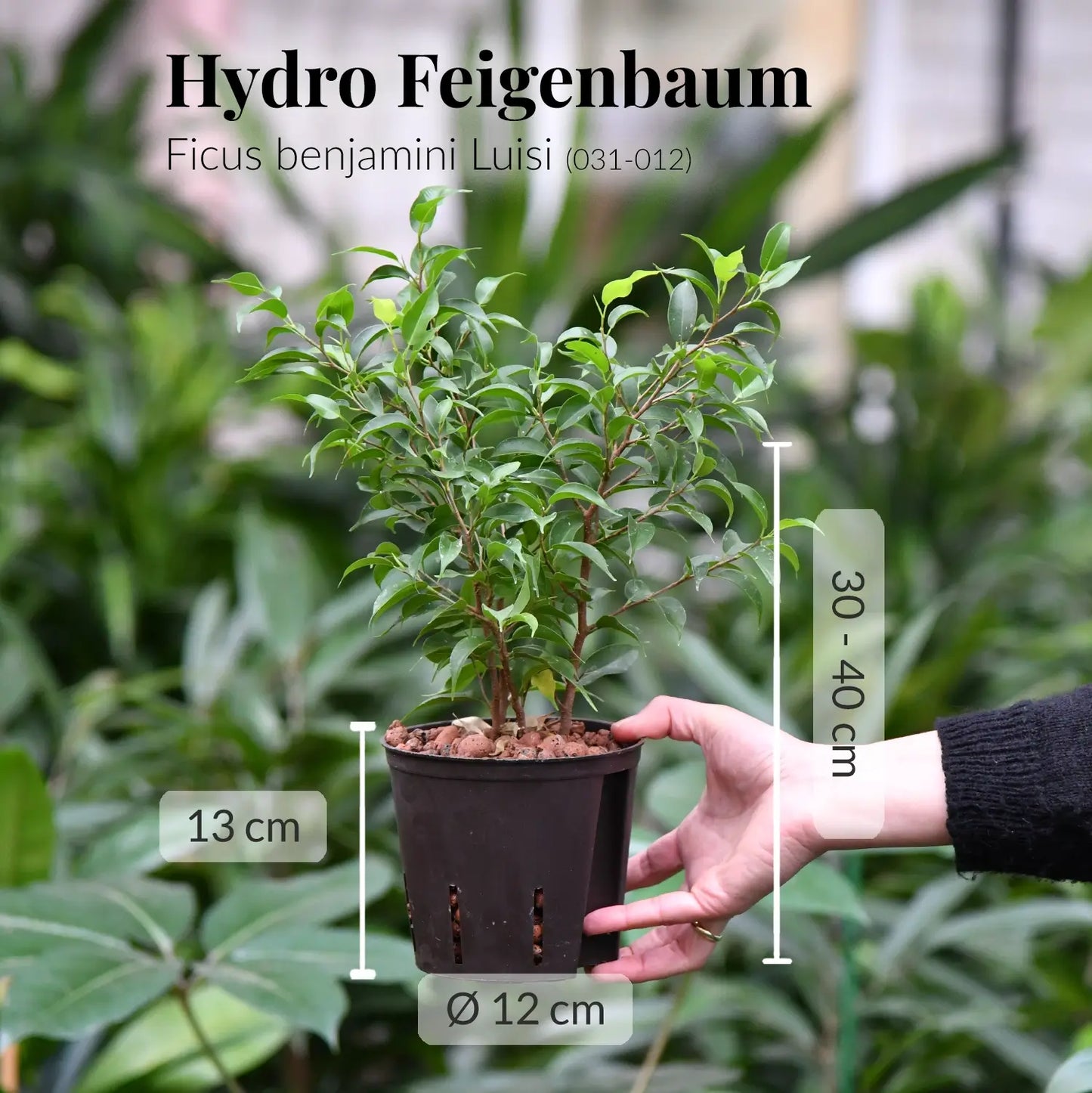 Hydro Benjamini Luisi