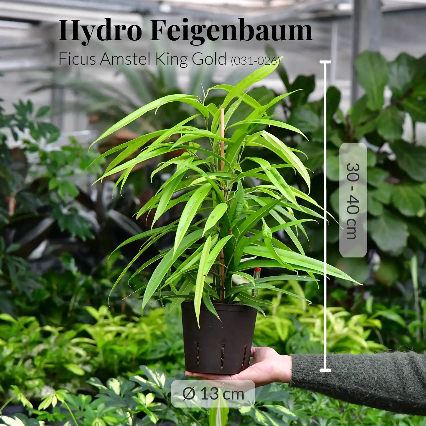 Hydro Ficus Amstel King Gold