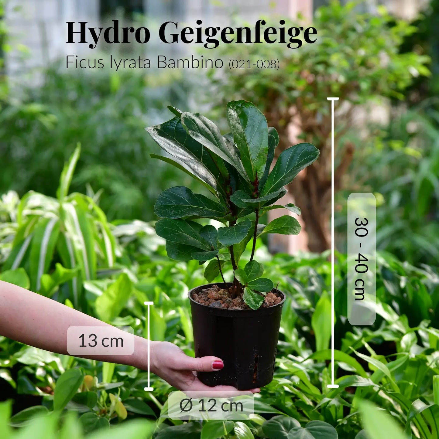 Frische Geigenfeige Pflanze in Hydrokultur direkt beim Gärtner