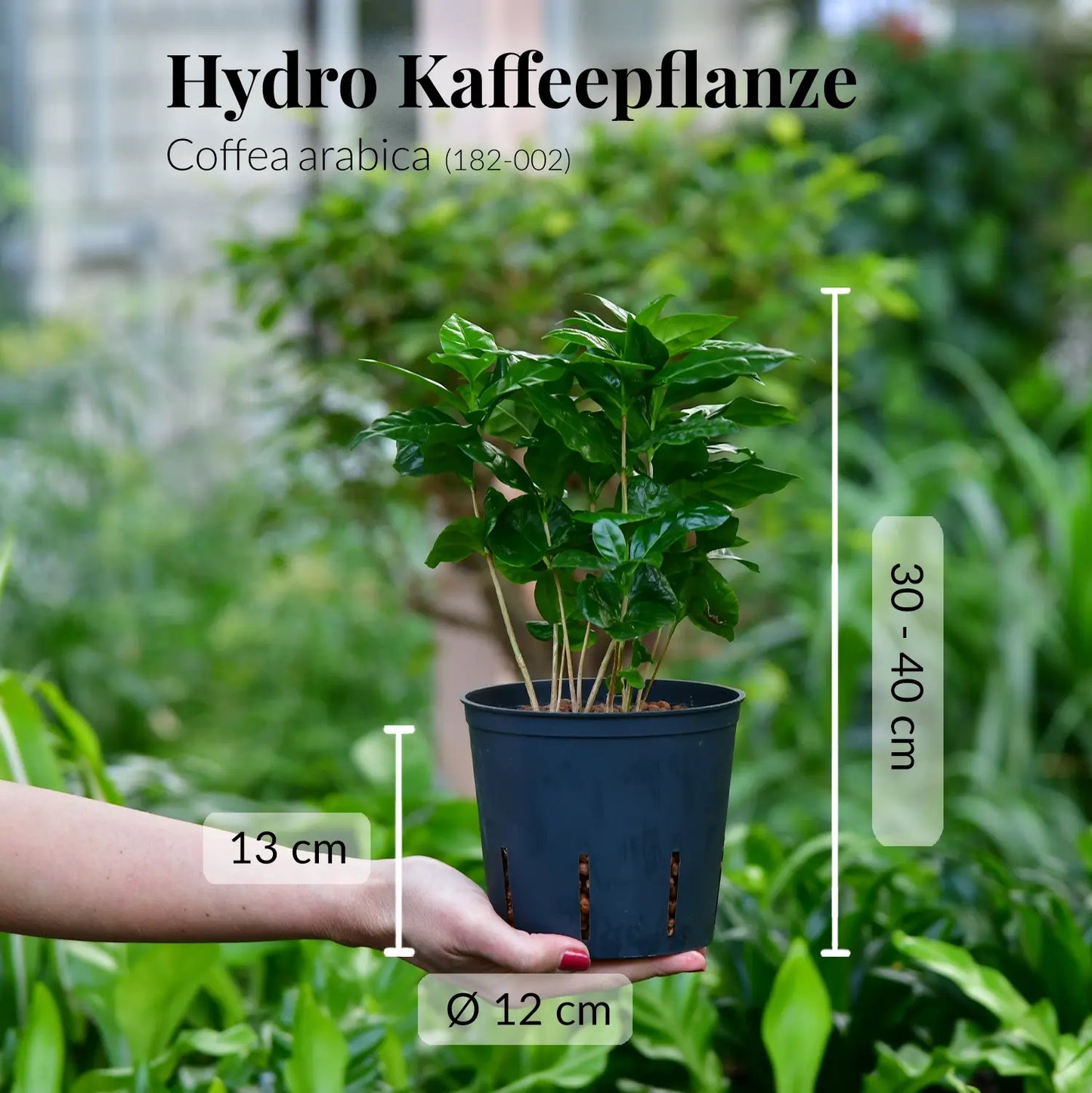 Hydro Kaffeepflanze