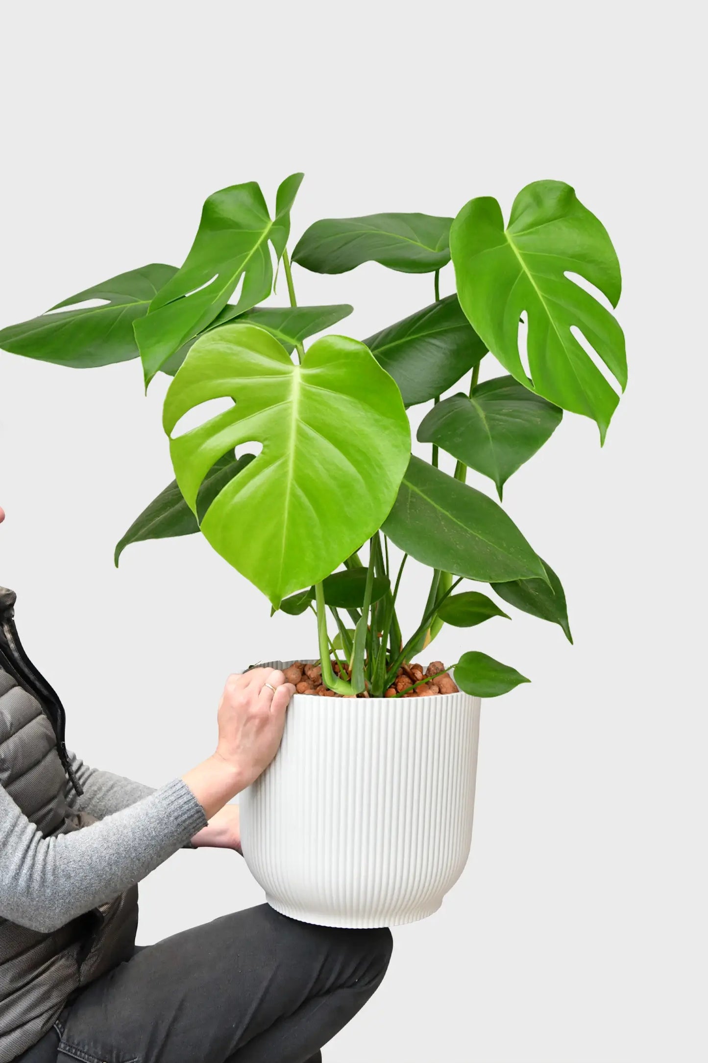 Hydro Kingsize Monstera, 60-80cm