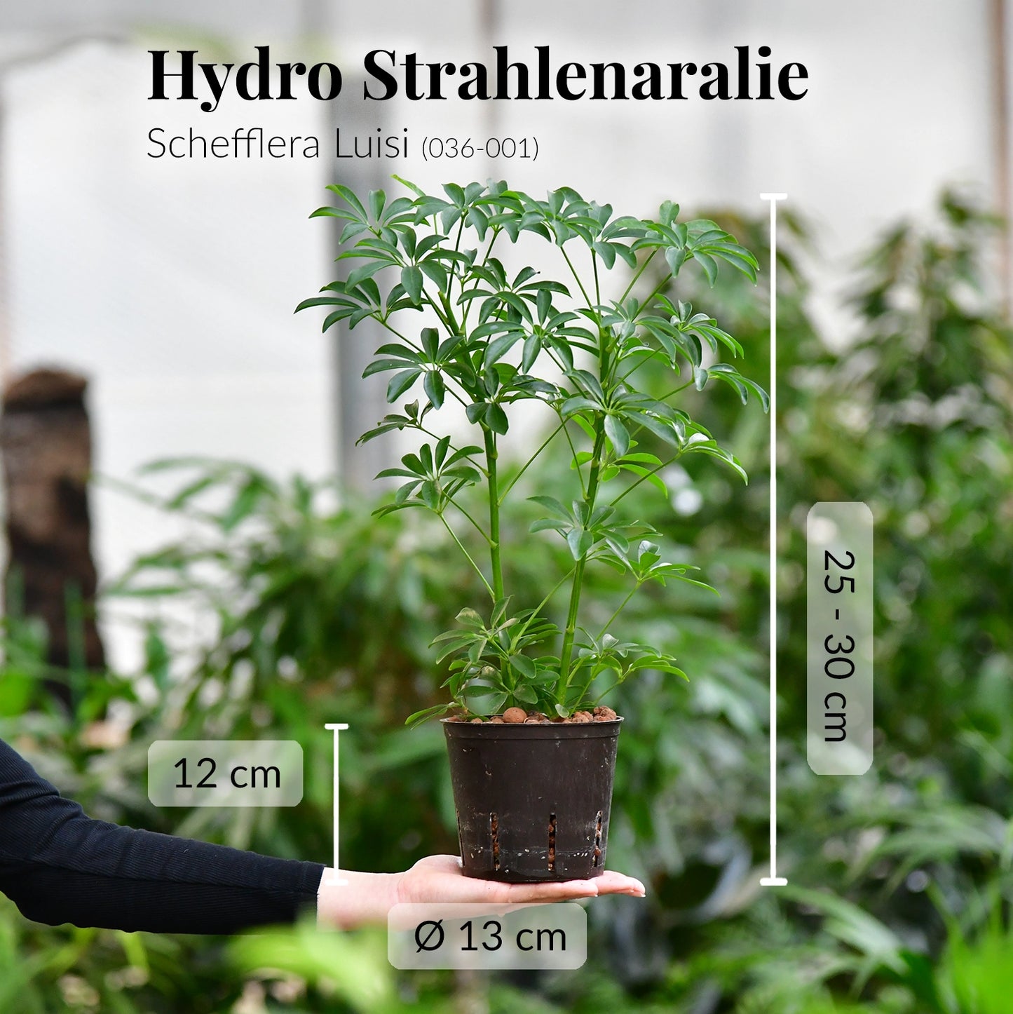 Strahlenaralie in Hydrokultur frisch beim Gärtner