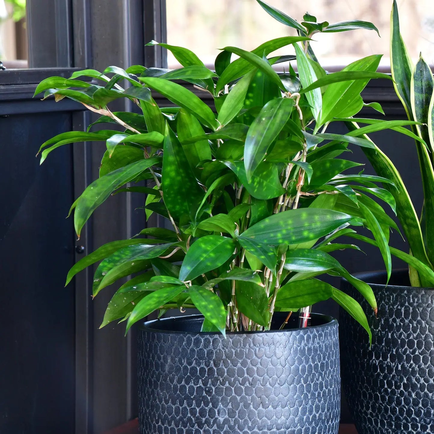JobPflanze Botanical Bambus