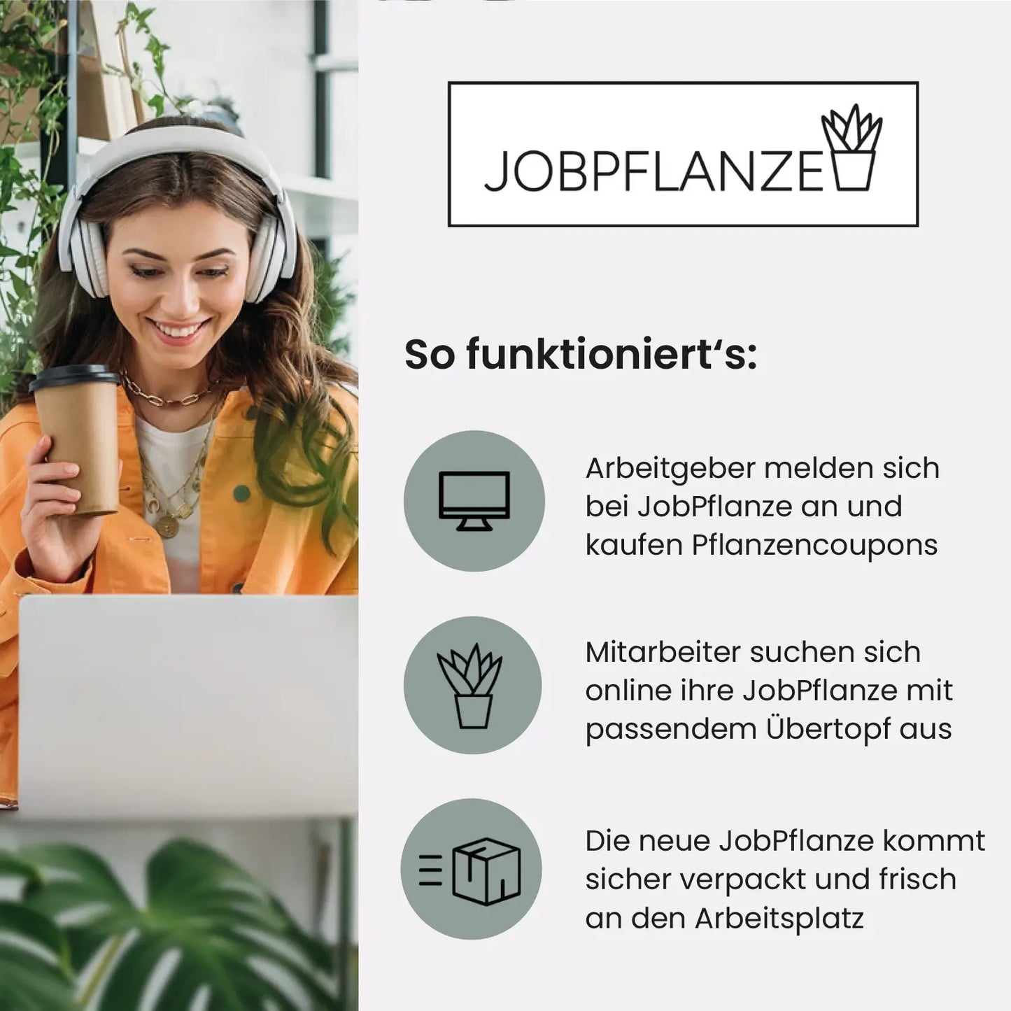 JobPflanze Friedlicher Ficus