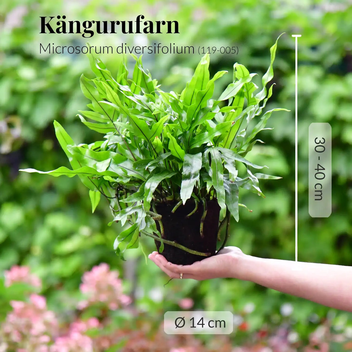 SPECIAL OFFER 4er Box Farn Dschungel