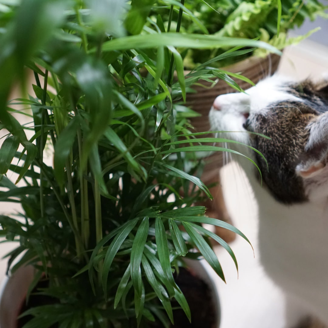 katze schnuppert an der bergpalme