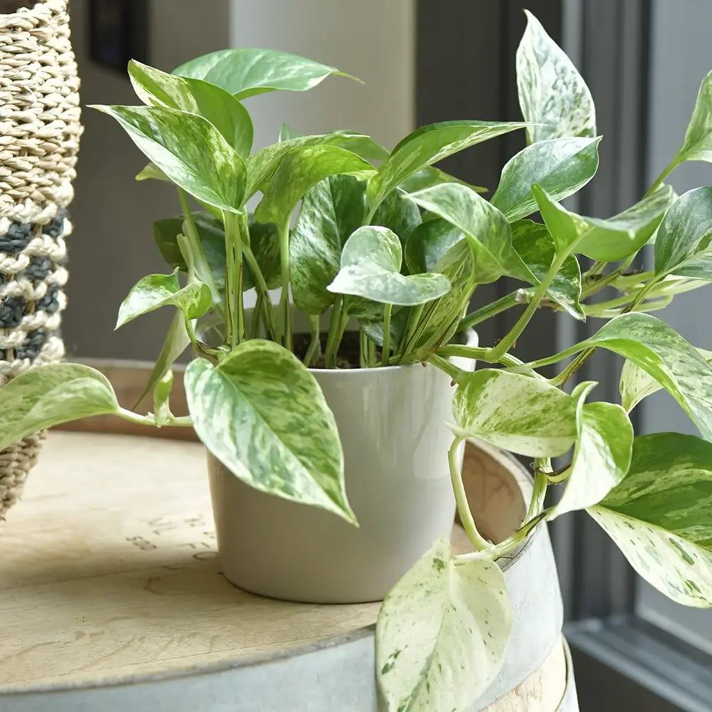 Efeutute Marble Queen in Keramiktopf