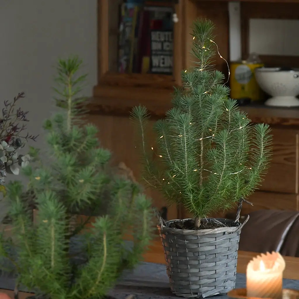 Kiefer Weihnachtsbaum Pärchen