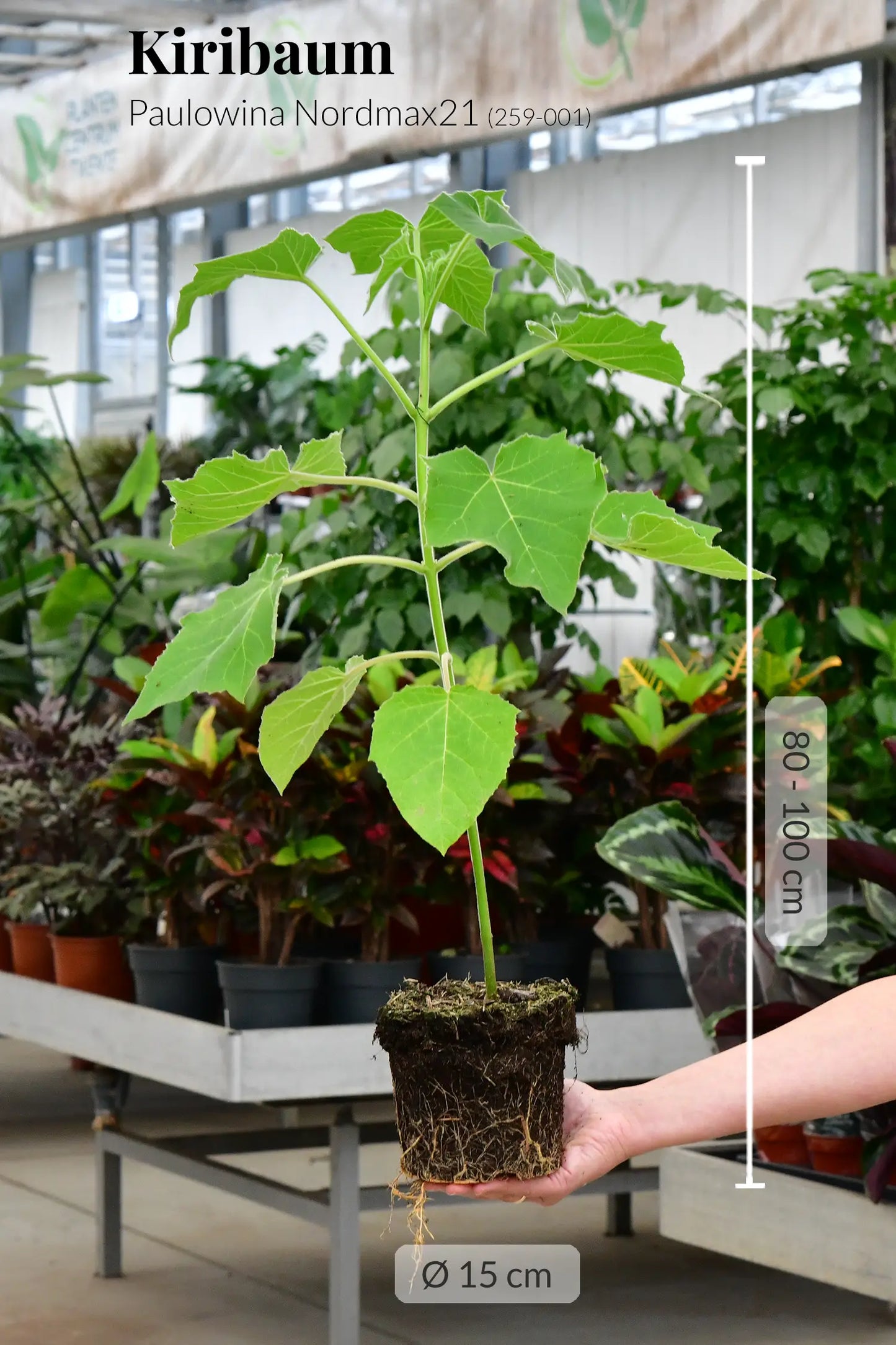 Kiribaum Klimabaum Paulowina Nordmax21 nimmt C02 auf