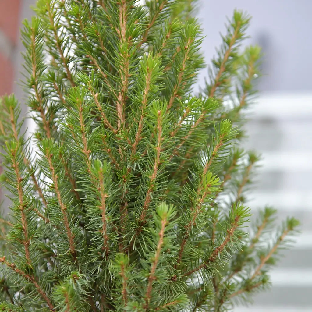 Zwei Weihnachtsbaum-Wichtel