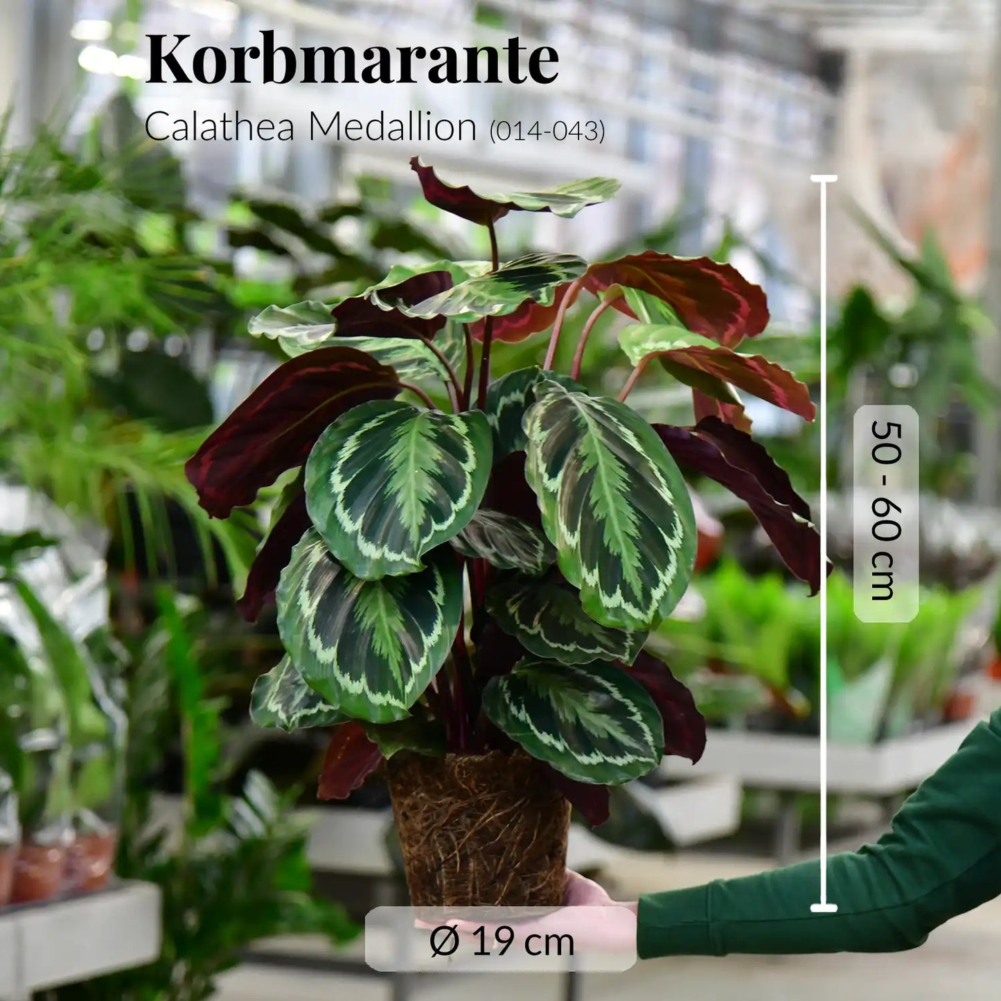 SPECIAL OFFER Calathea Medallion No.19