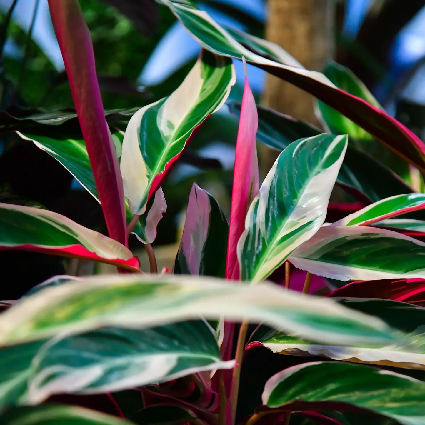 SPECIAL OFFER Calathea Triostar No.19