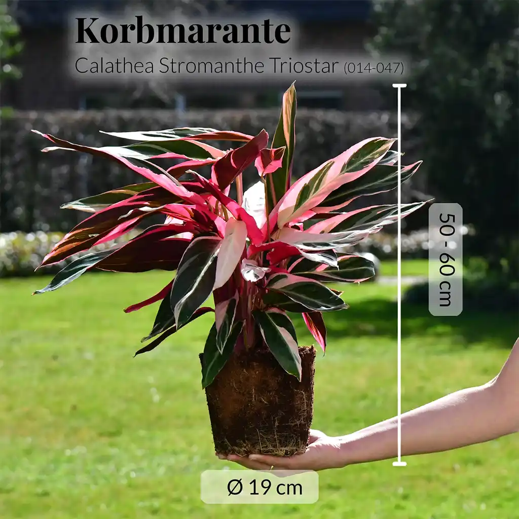 Calathea Triostar No.19