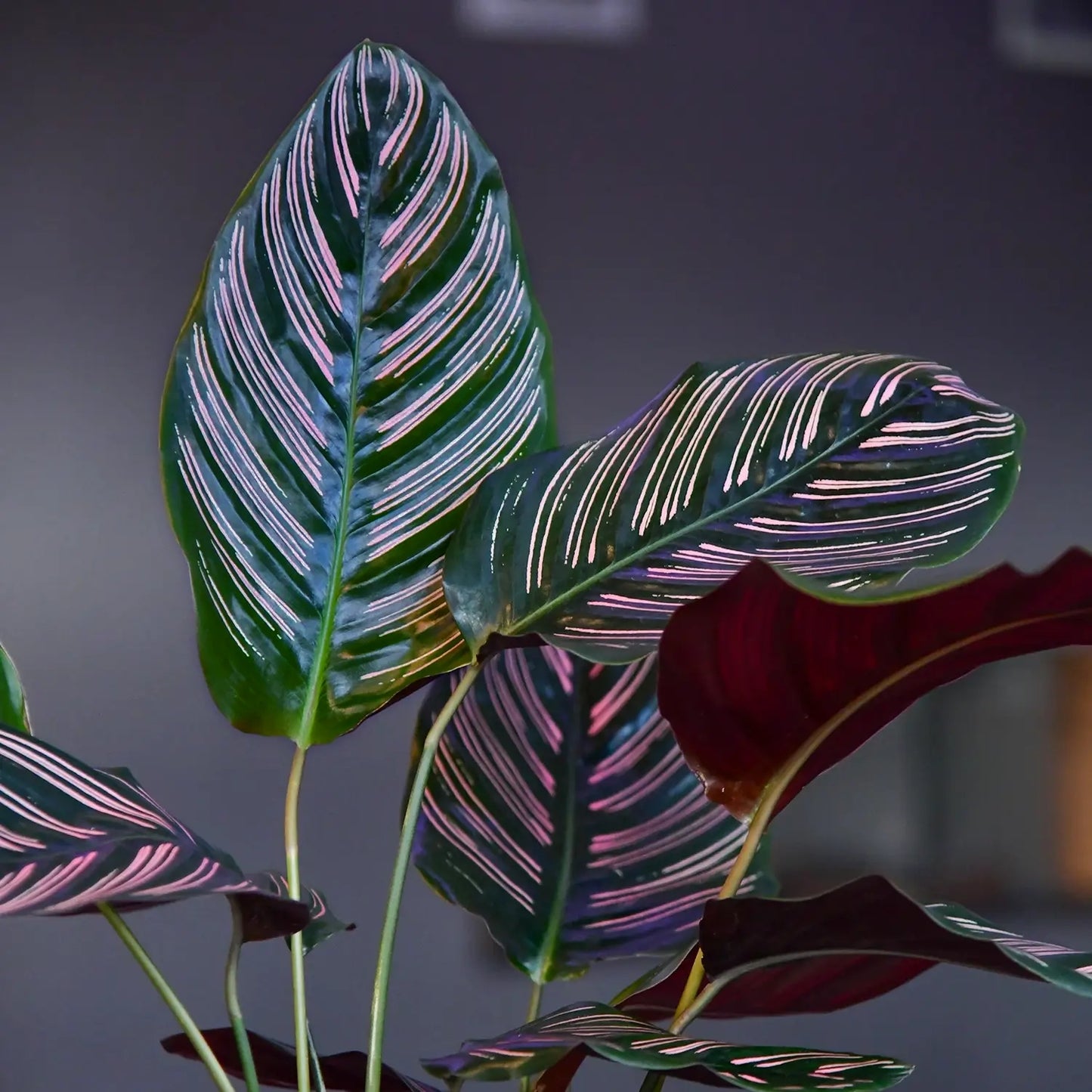 Gesunde, kräftige Calathea Ornata Sanderiana Zimmerpflanze, große schöne Blätter