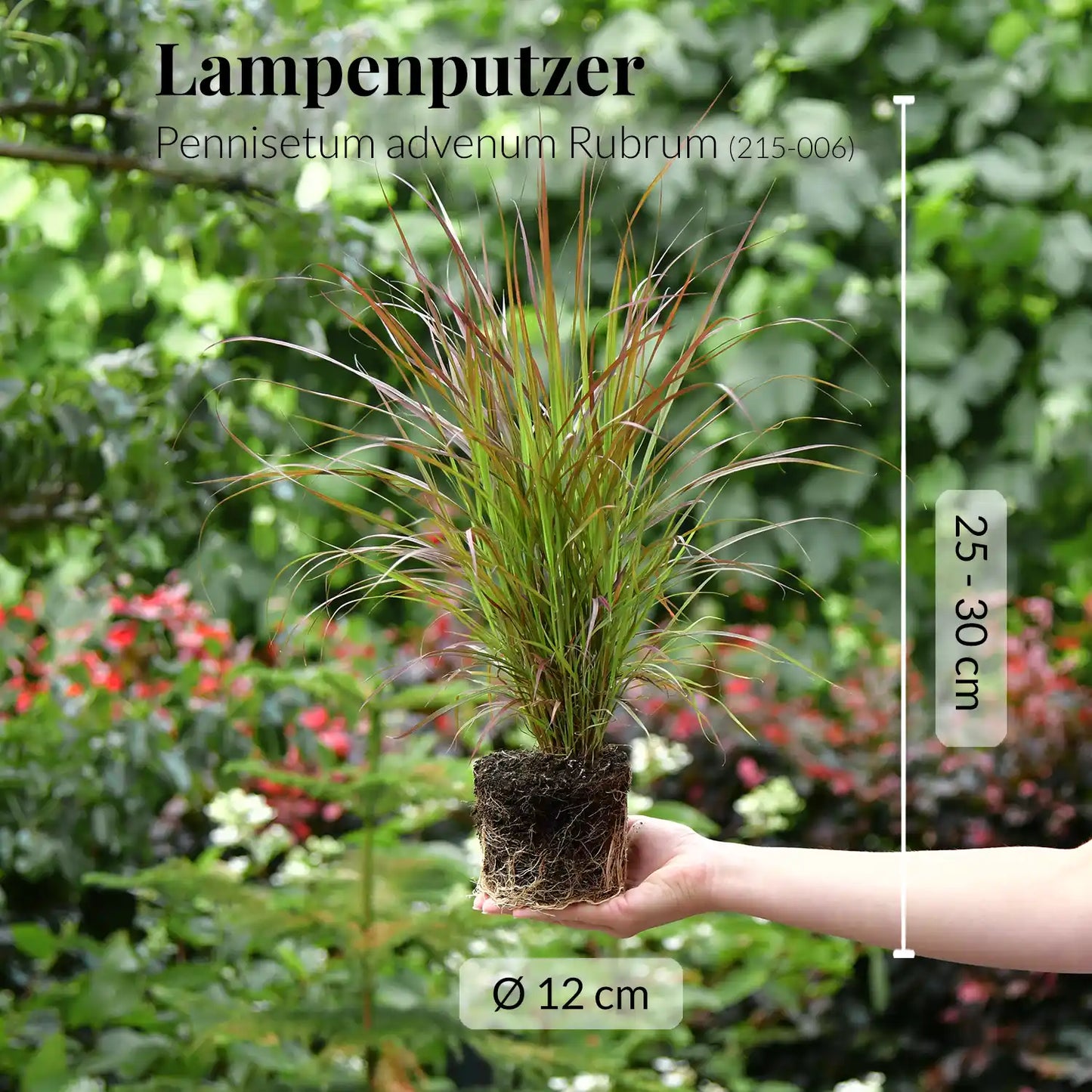 5er Box Sommer Gräser