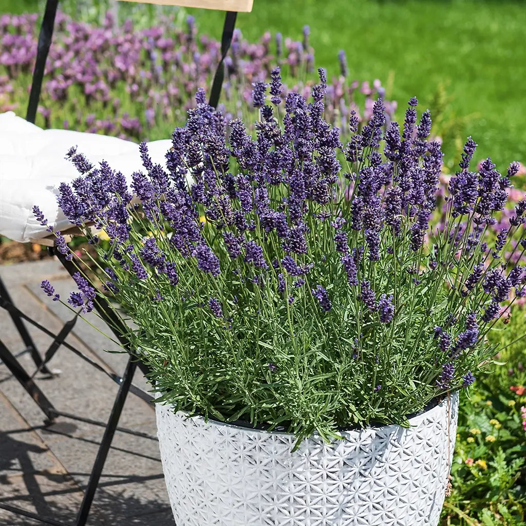 3er Box Blaue Lavendel Pflanzen