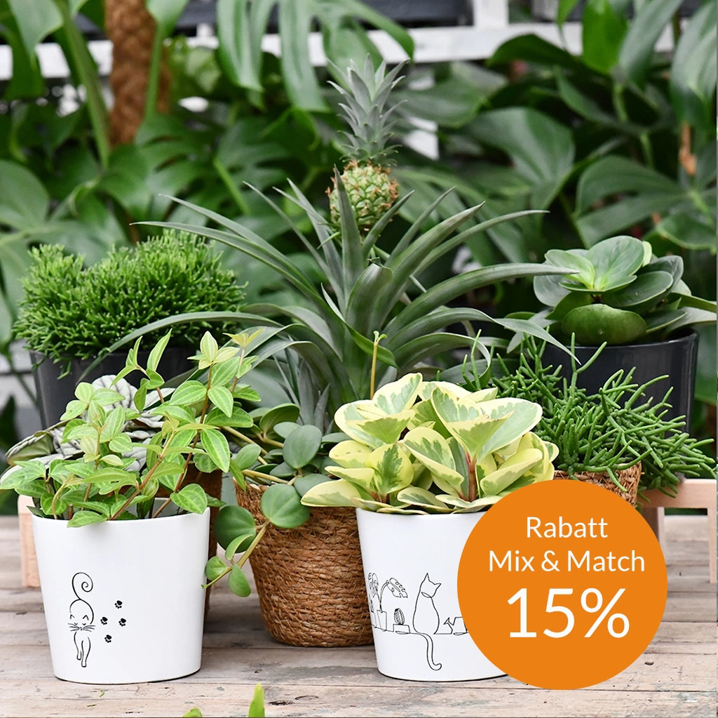 Mix & Match Box Ungiftige Pflanzen - Sonnige Fensterbank