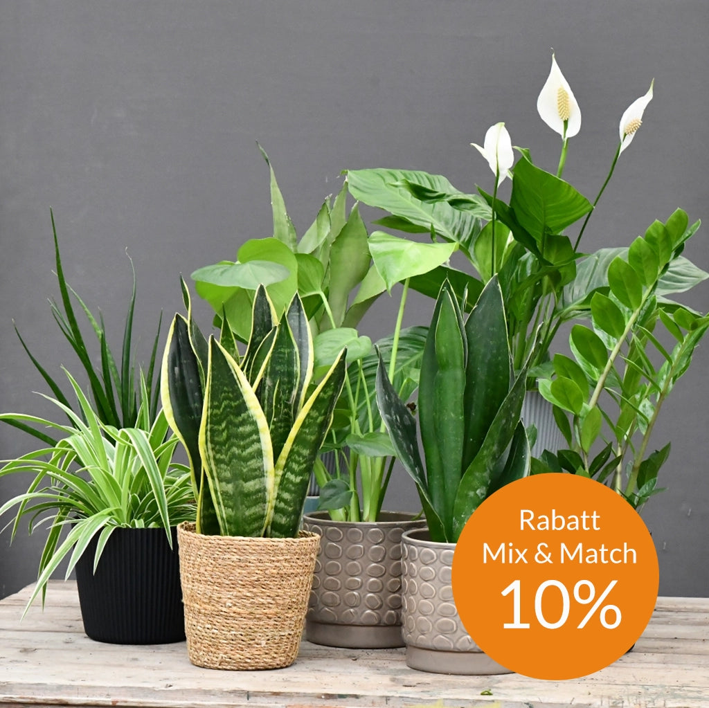 Mix & Match Box Pflanzen für wenig Licht