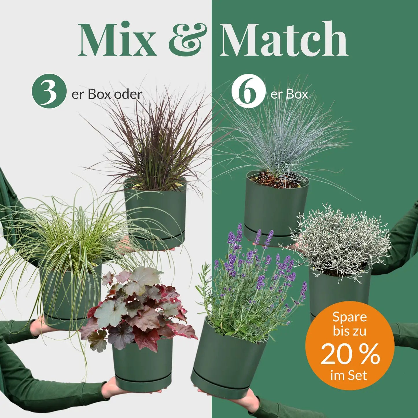 Mix & Match Lavendelpflanzen