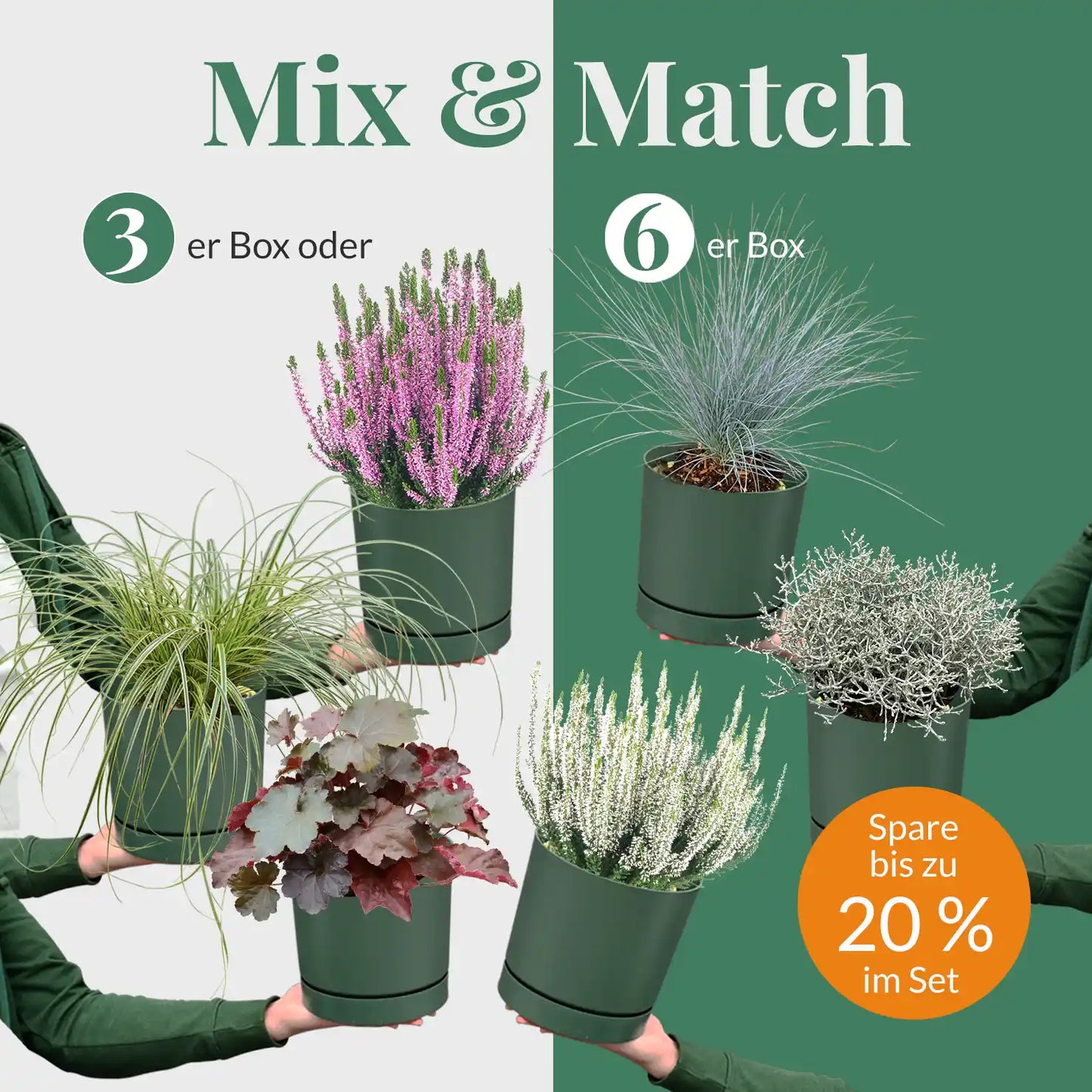 Mix & Match Winterharte Herbstpflanzen