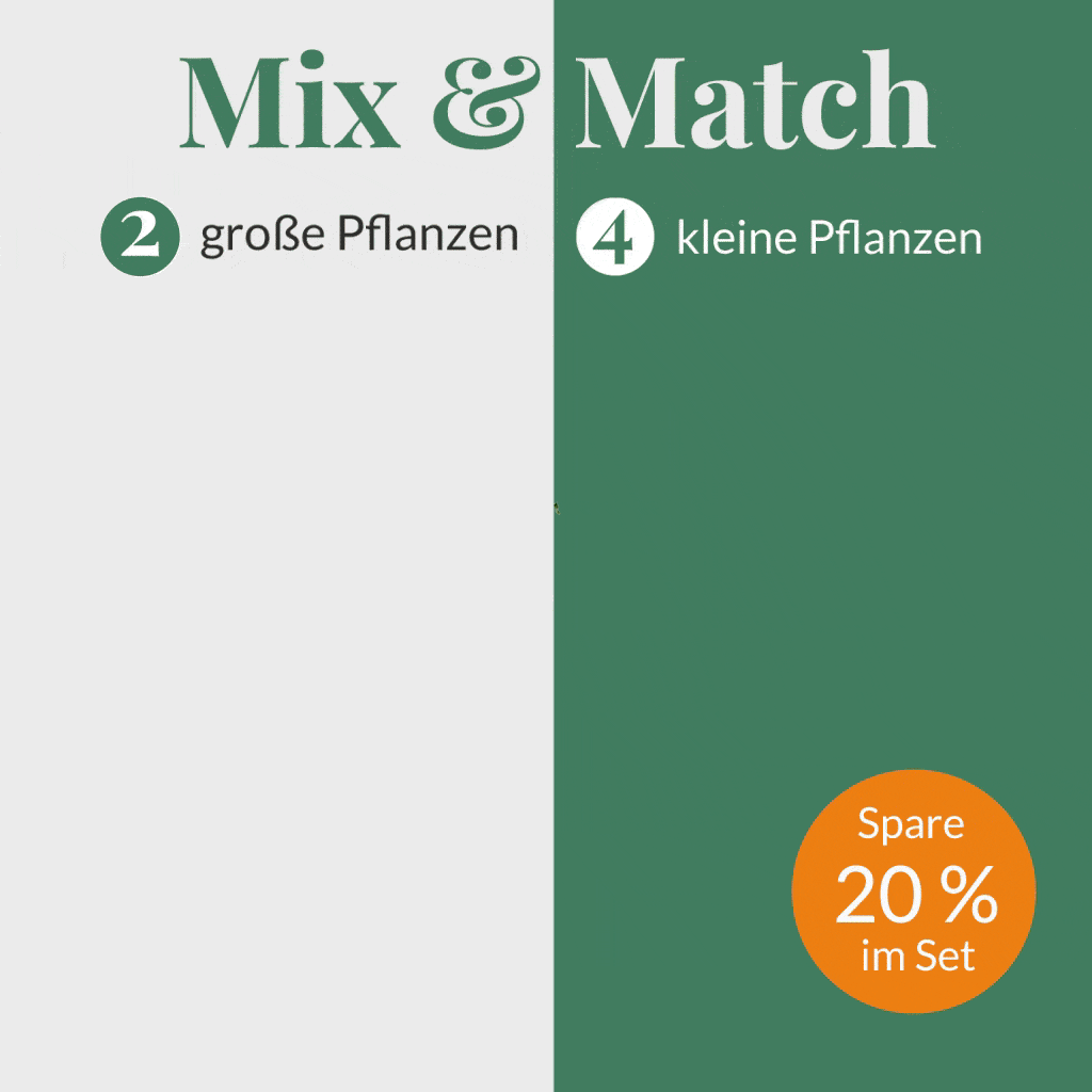 Mix und Match tierfreundliches Set Zimmerpflanzen Pachira Farn Zwergpfeffer