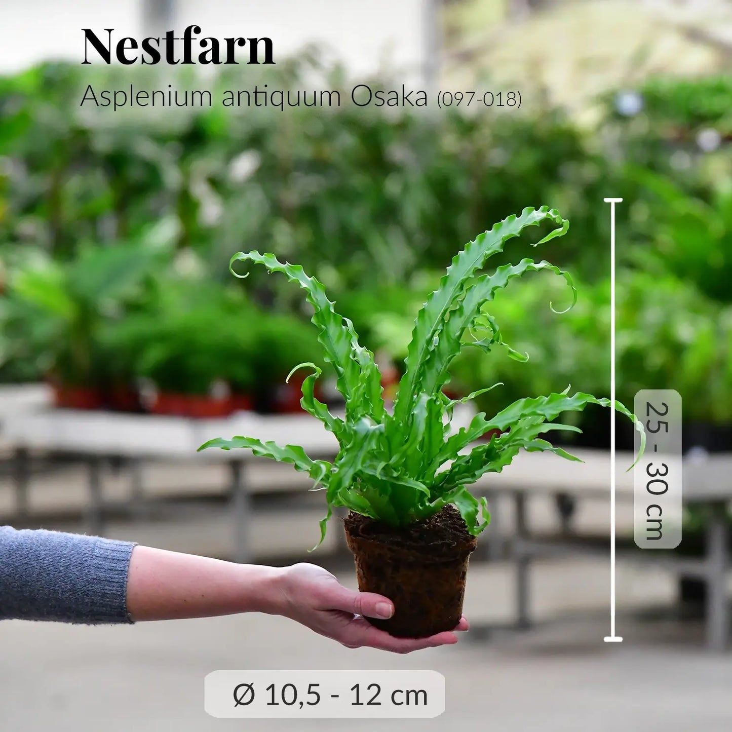 Tierfreundlicher, ungiftiger Nestfarn mit gesunden Wurzeln direkt beim Gärtner