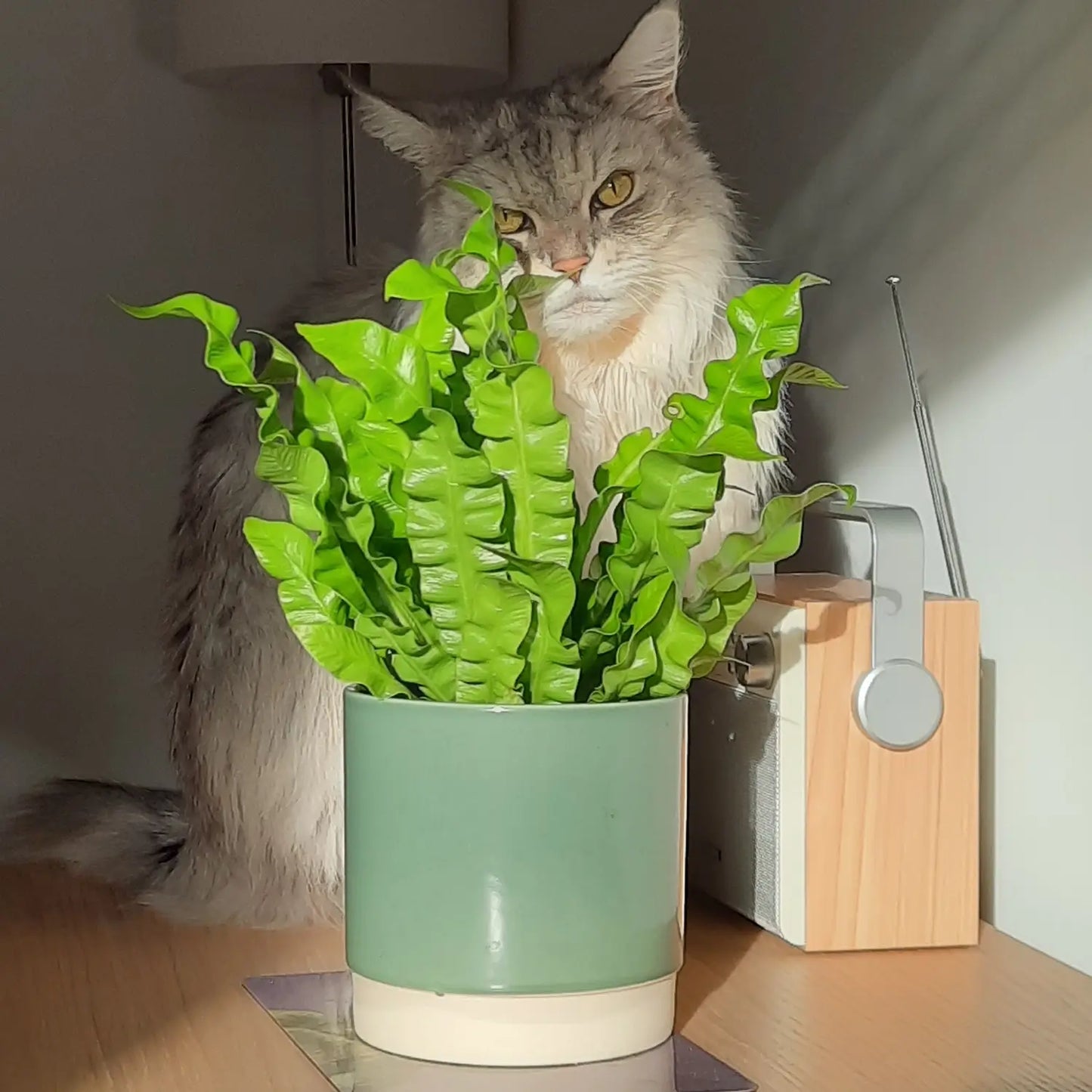 4er Box Hydro Katzentraum