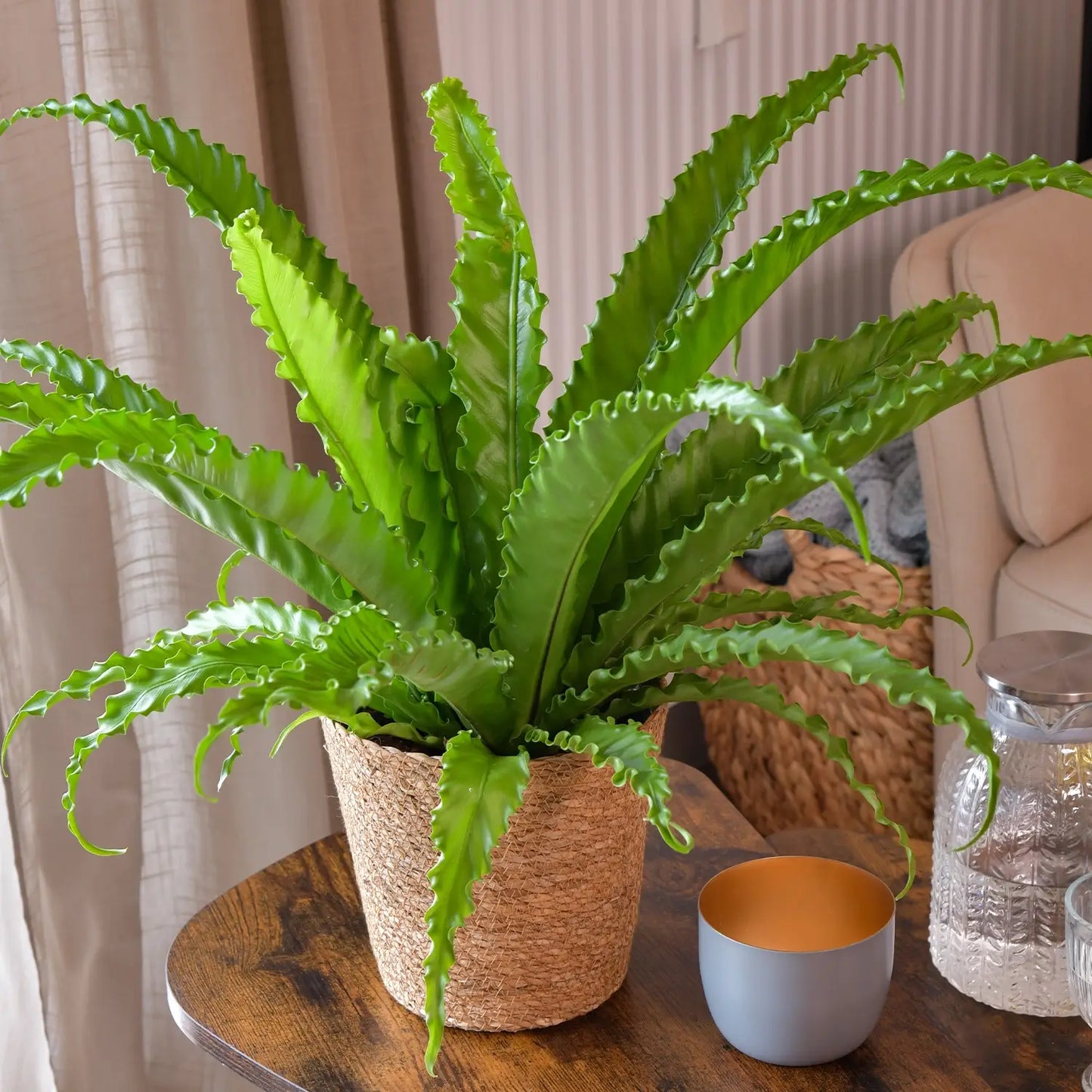 Nestfarn Osaka, tierfreundliche Zimmerpflanze, im wohnzimmer mit bastkorb