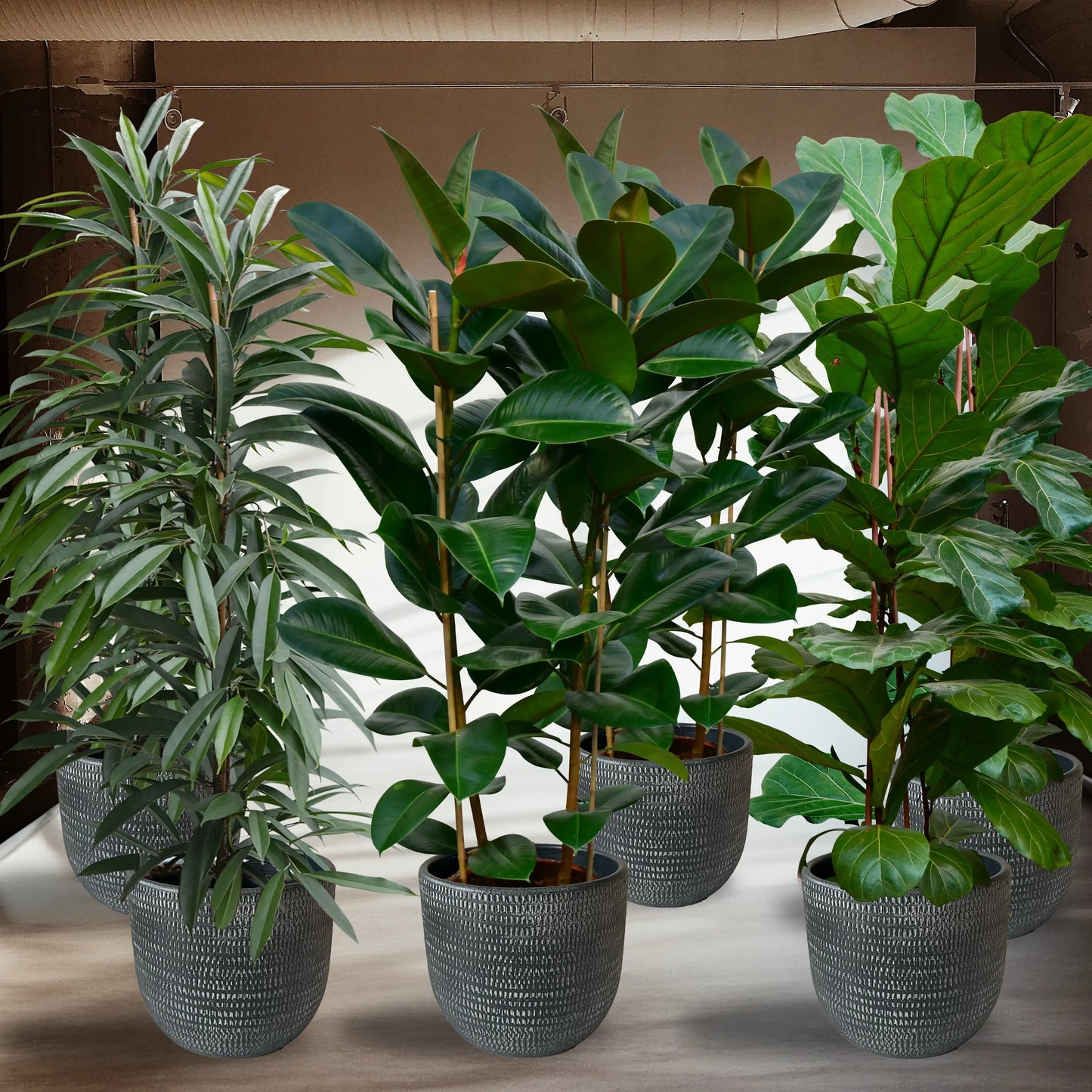 Palettenset Ficus: 6XXL Büropflanzen in Keramiktöpfen