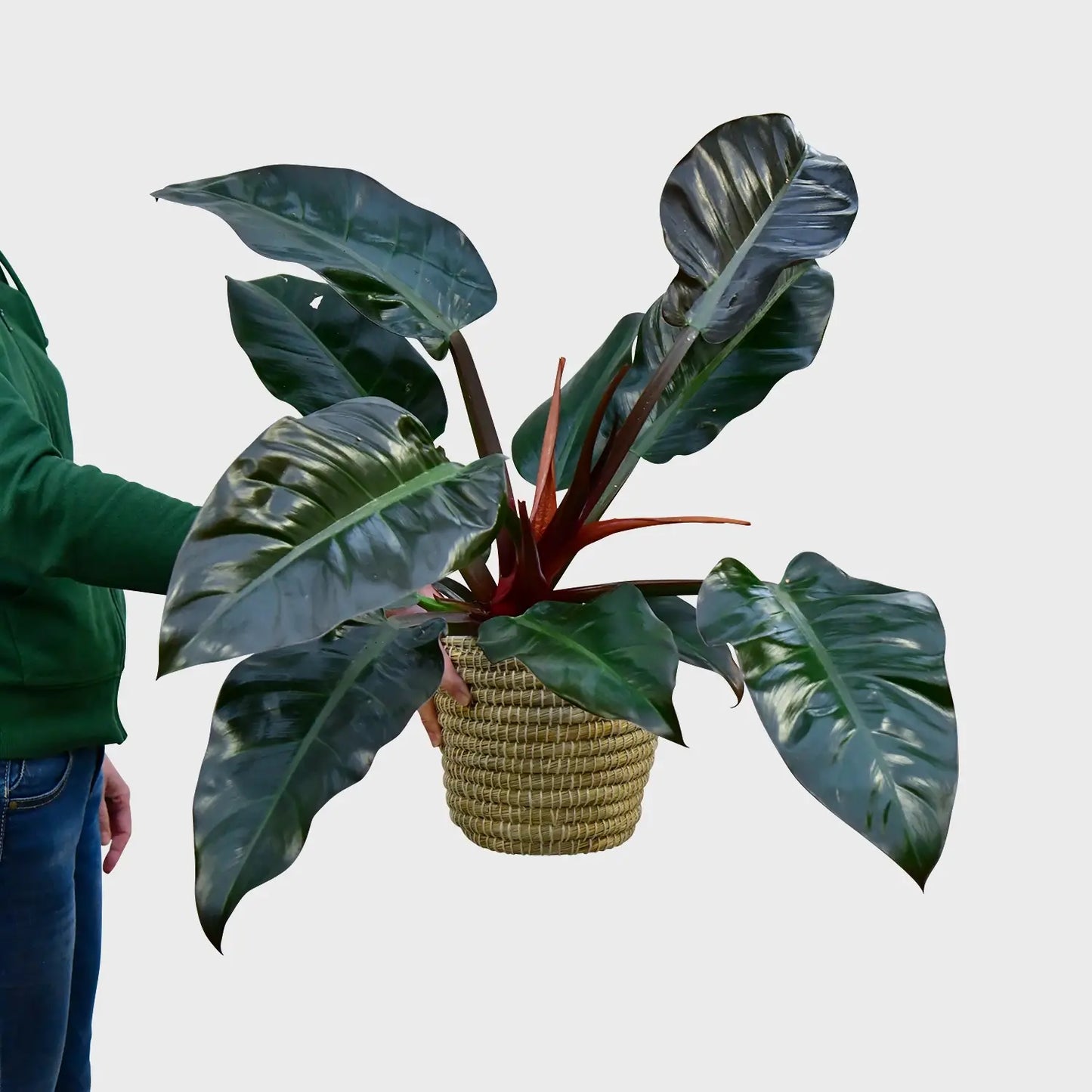 Philodendron Imperial Red