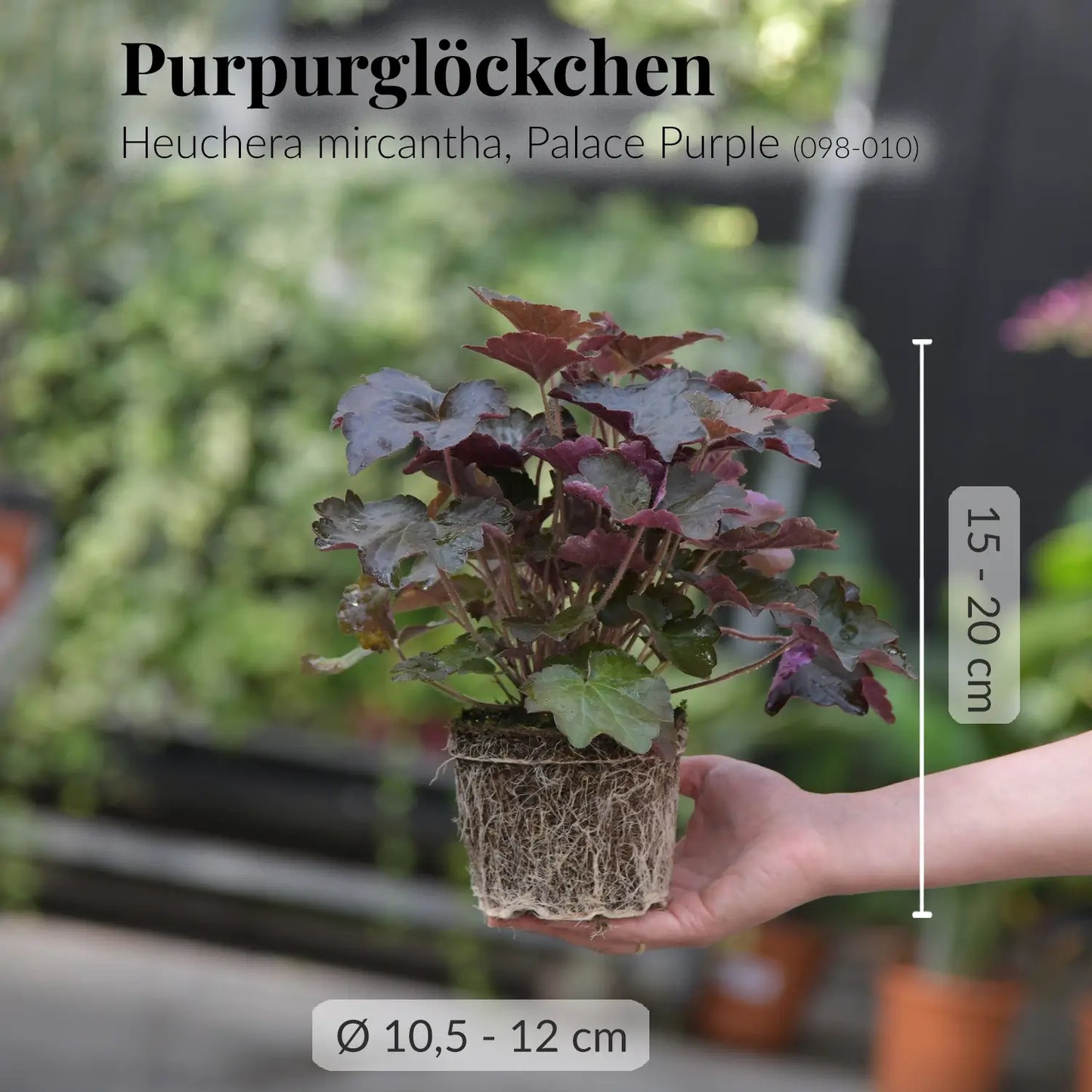 6er Box Balkonpflanzen Happy Cat