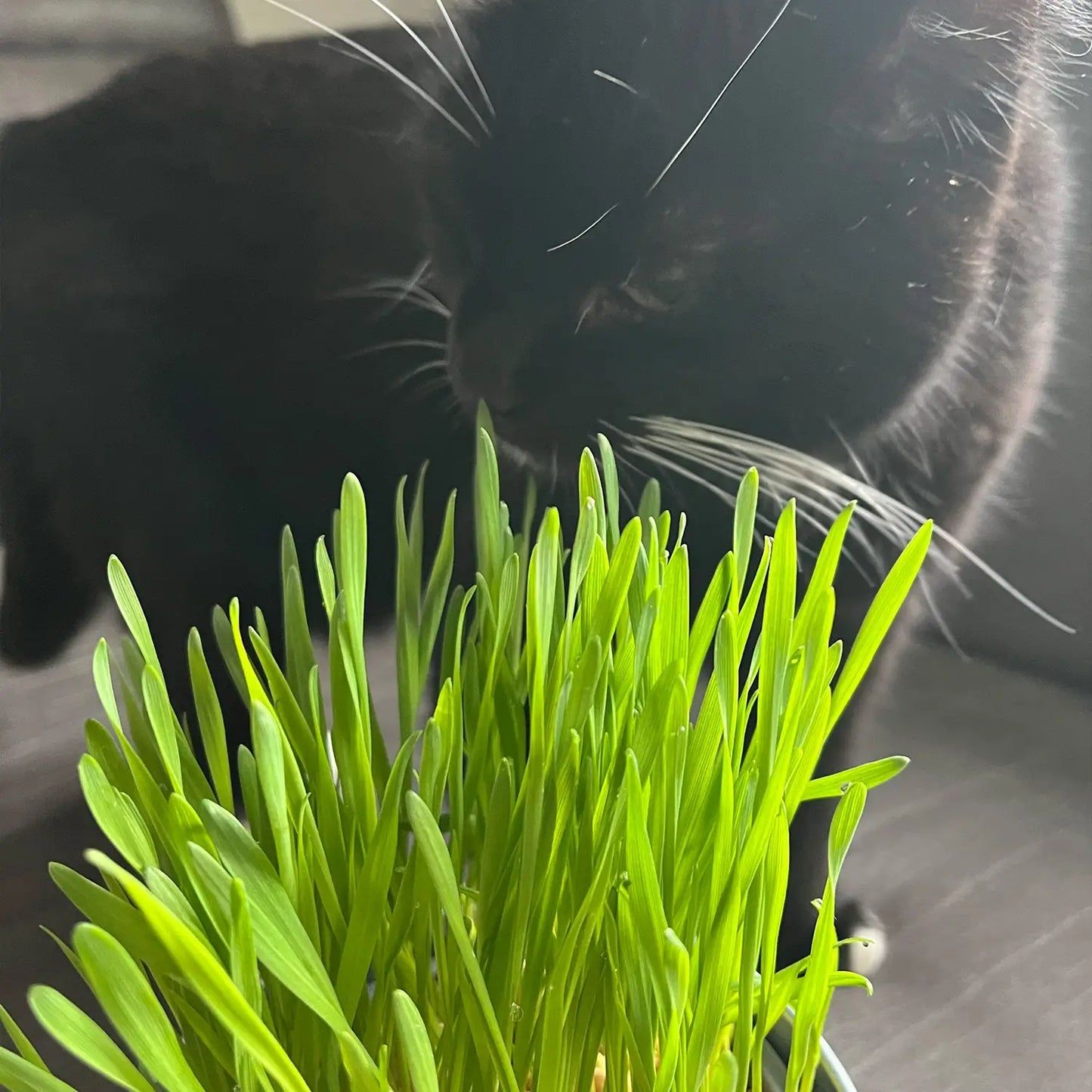 3er Weizengras Box PetLove