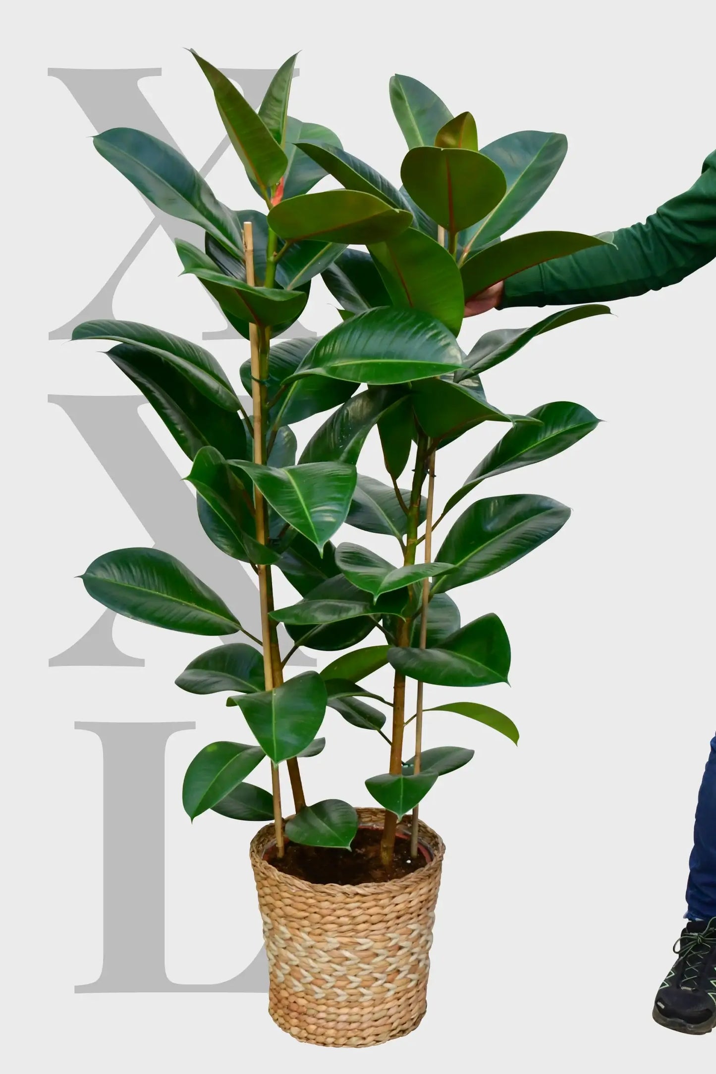XXL Gummibaum, 140-150cm