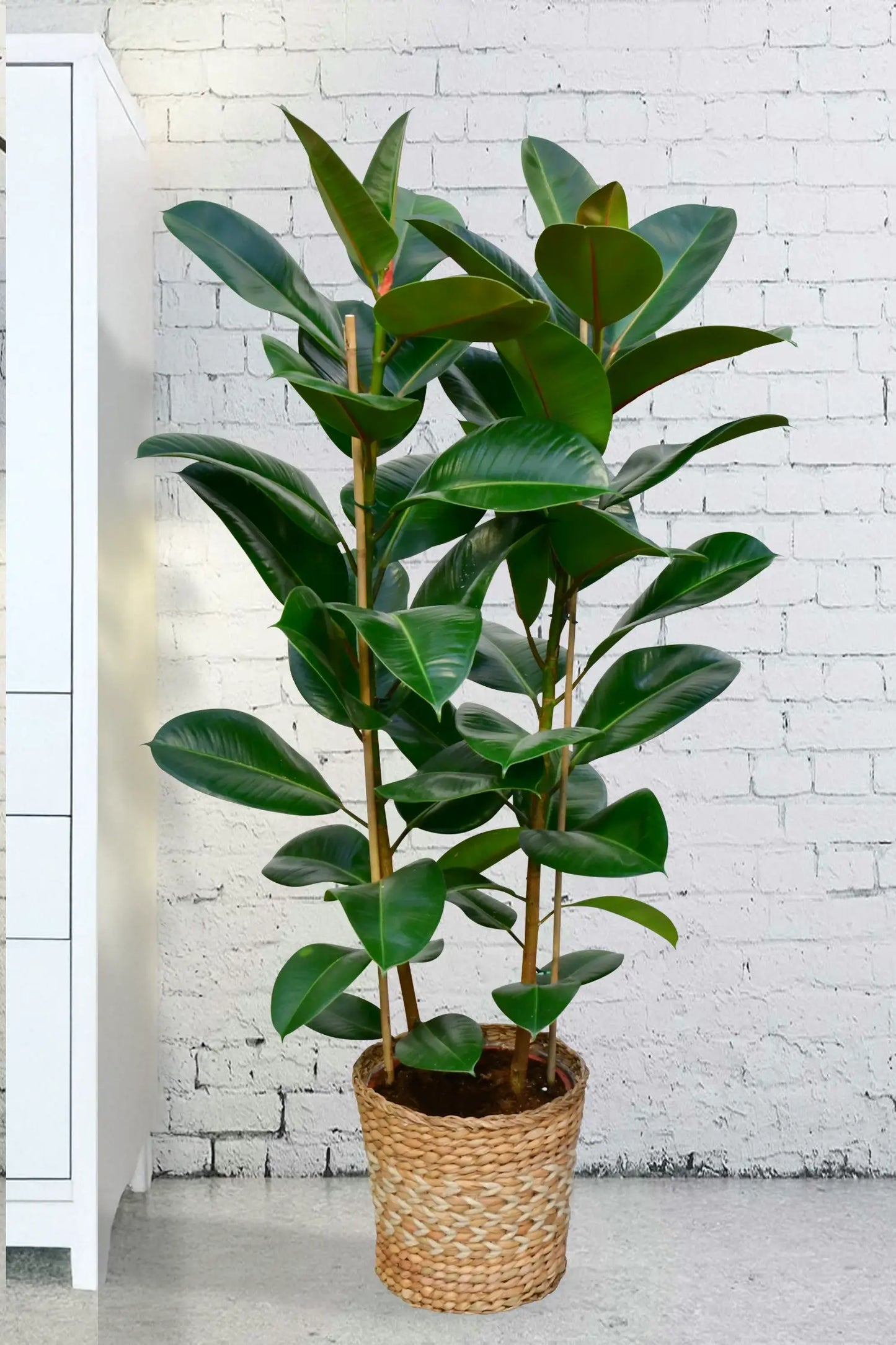 XXL Gummibaum, 140-150cm