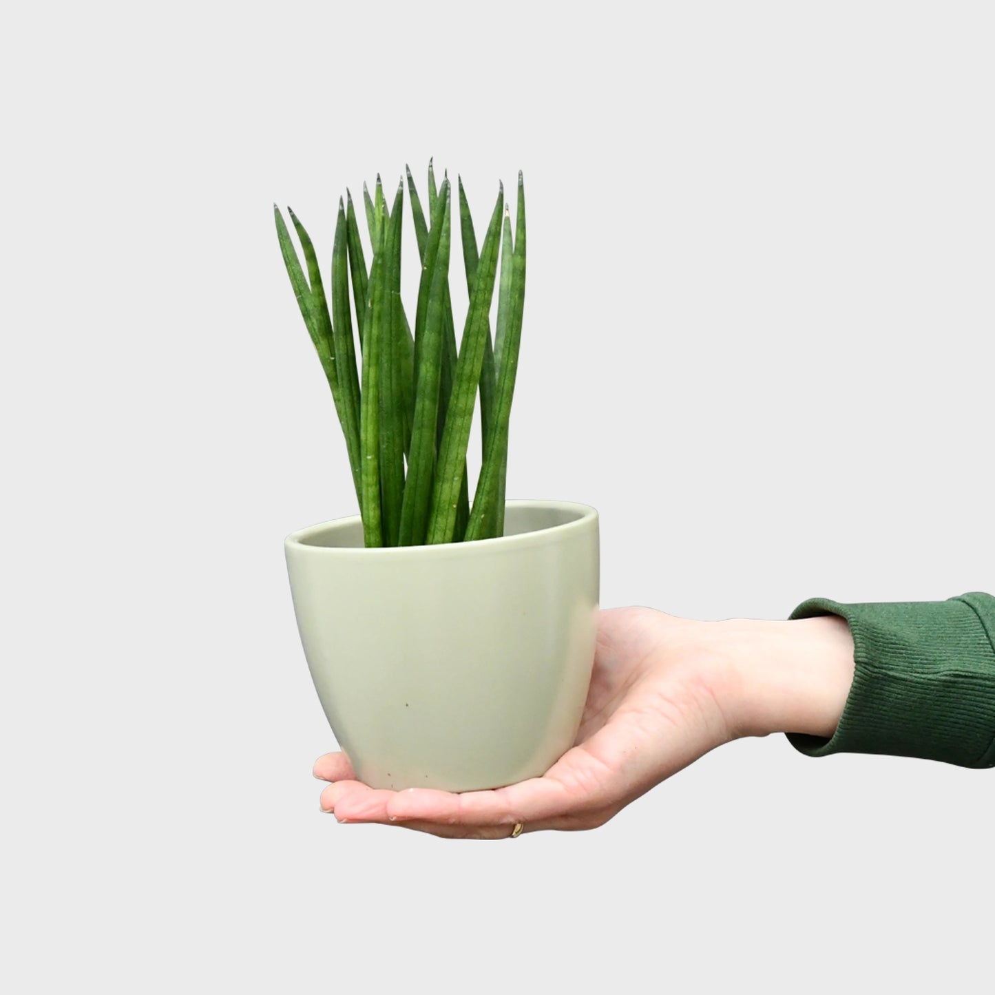 Babypflanze Sansevieria Cylindrica