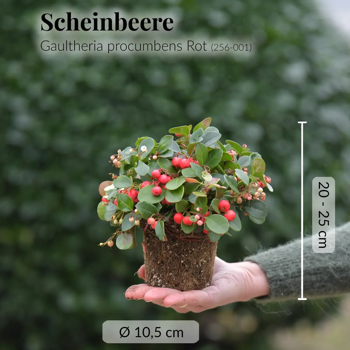 5er Box Balkonpflanzen mit Tannen