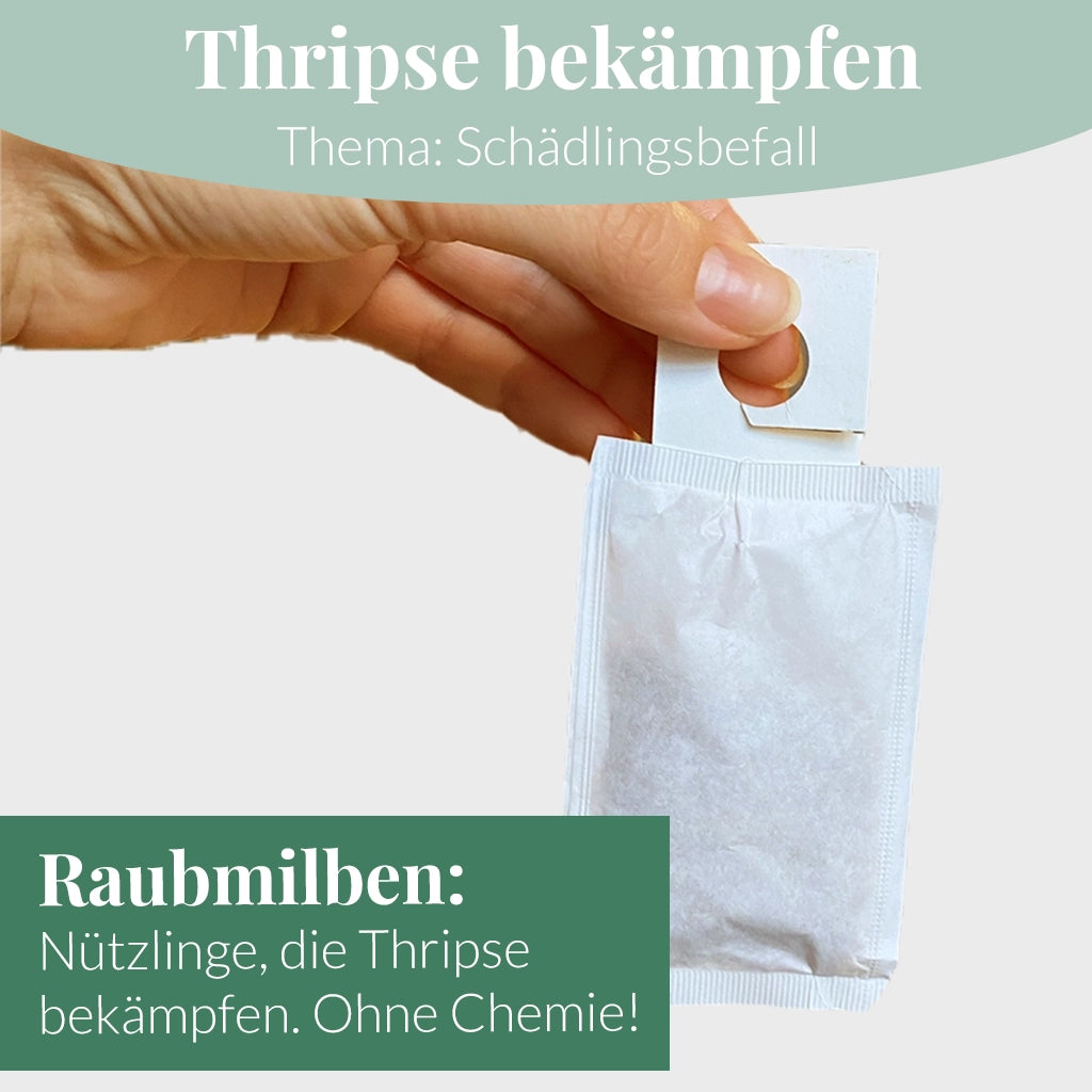 Mix & Match Sommer Pflanzen-Pflegeset