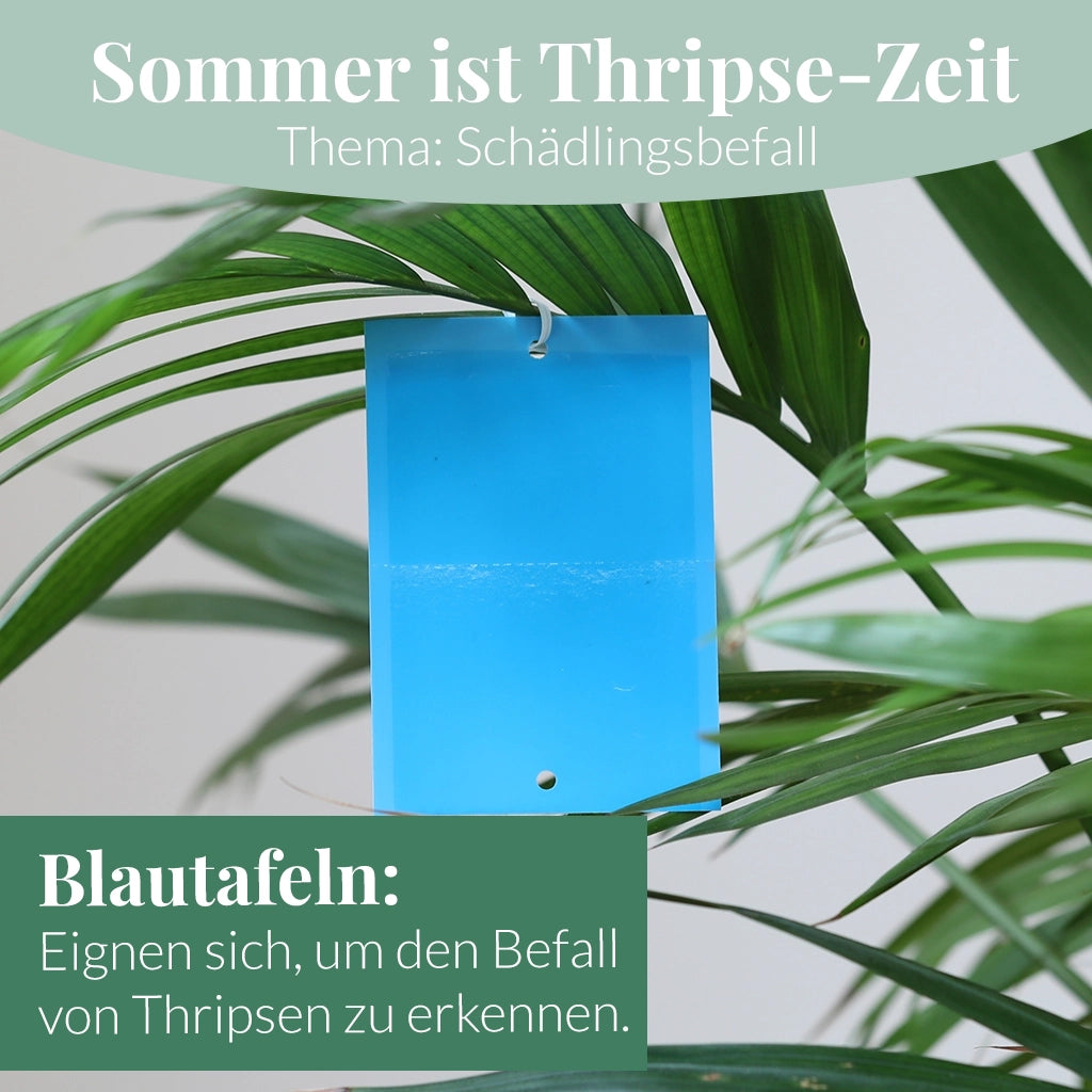 Mix & Match Sommer Pflanzen-Pflegeset