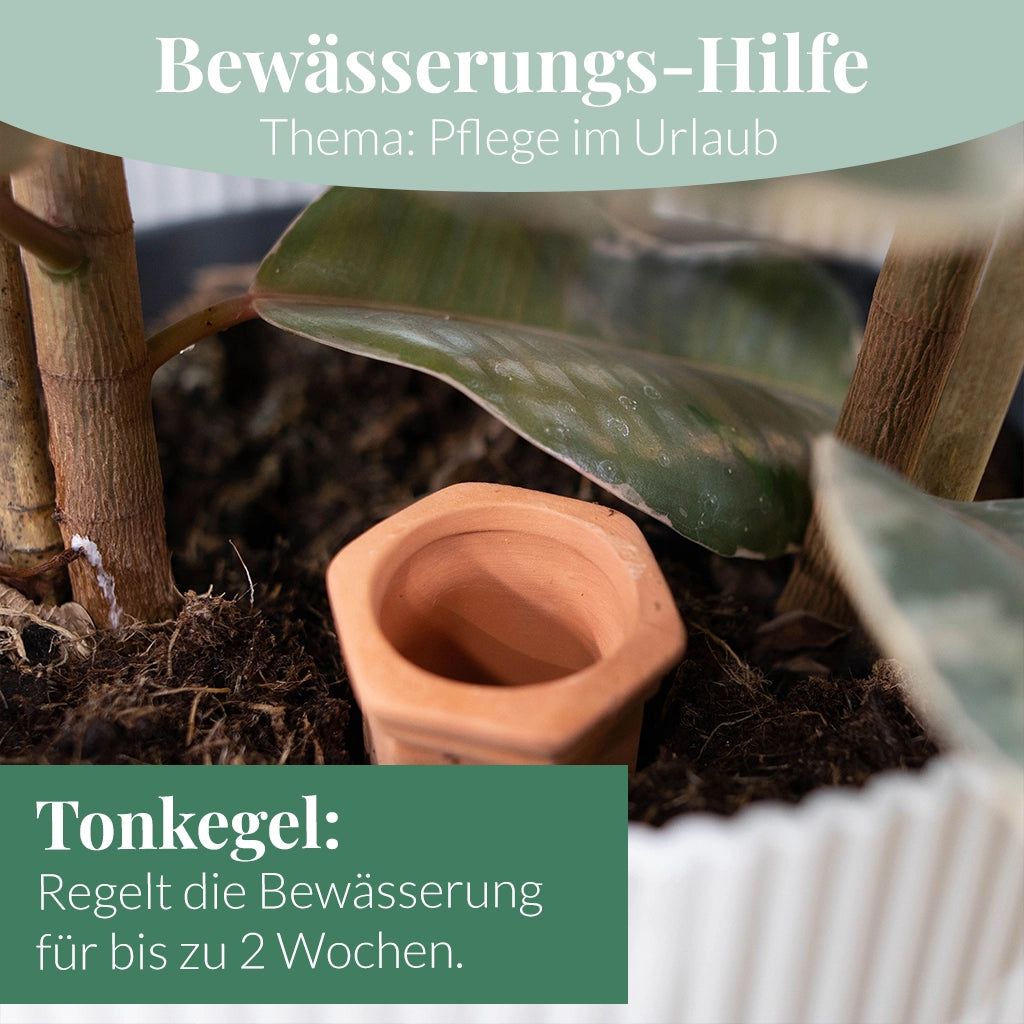 Mix & Match Sommer Pflanzen-Pflegeset