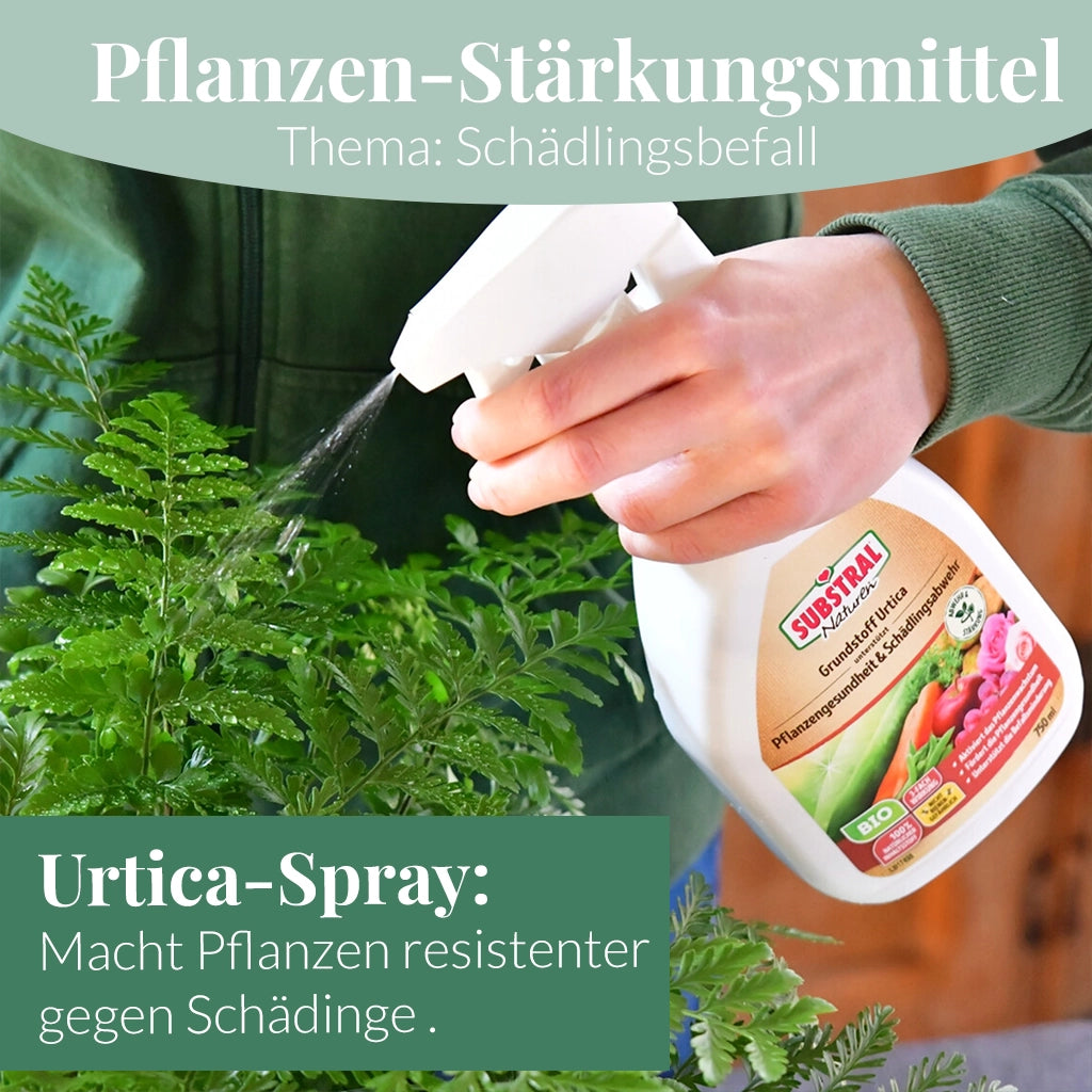 Mix & Match Sommer Pflanzen-Pflegeset